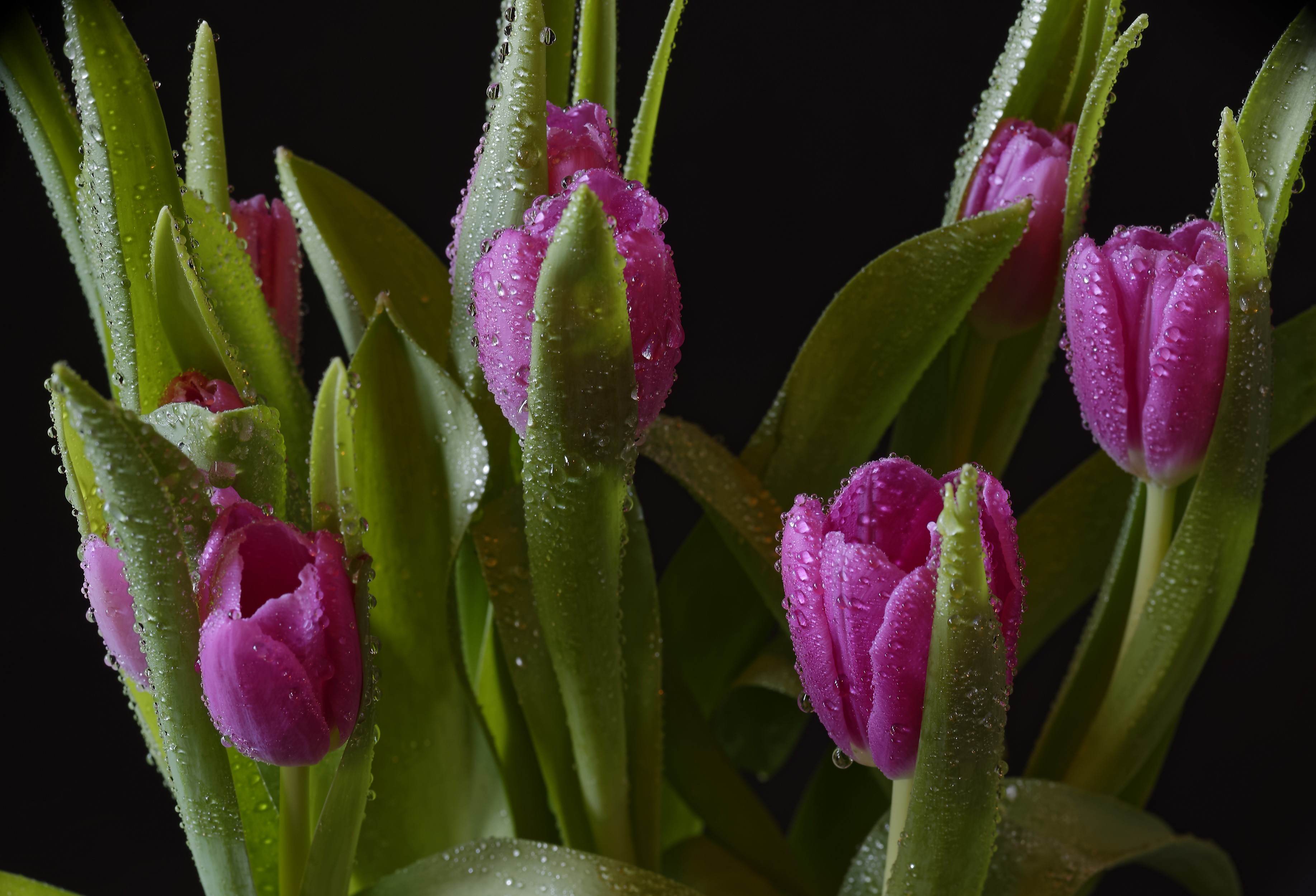 Pink tulips with water drops on a black background HD Wallpaper