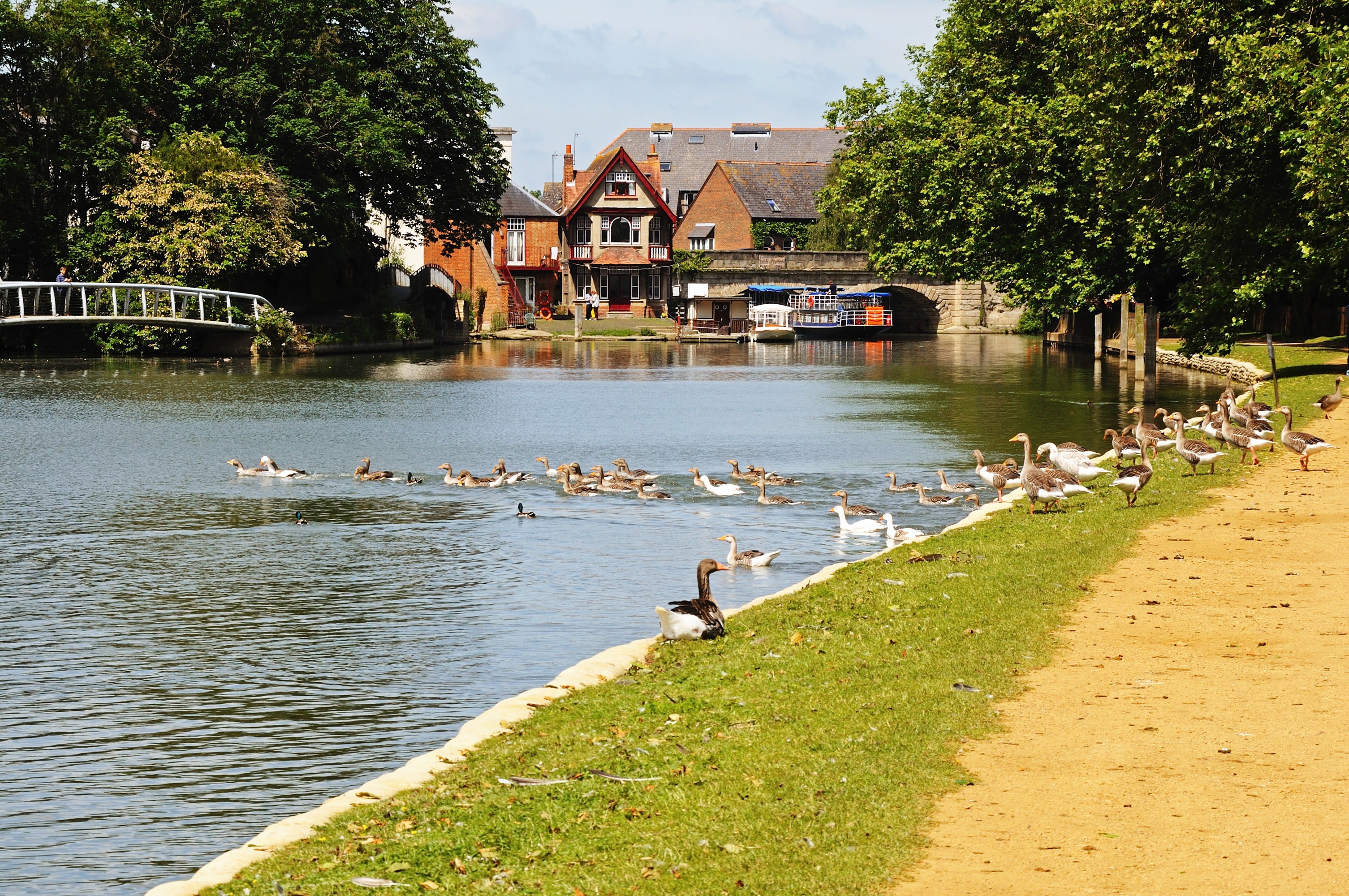 Geese swimming and resting by a river in Oxford, England HD Wallpaper