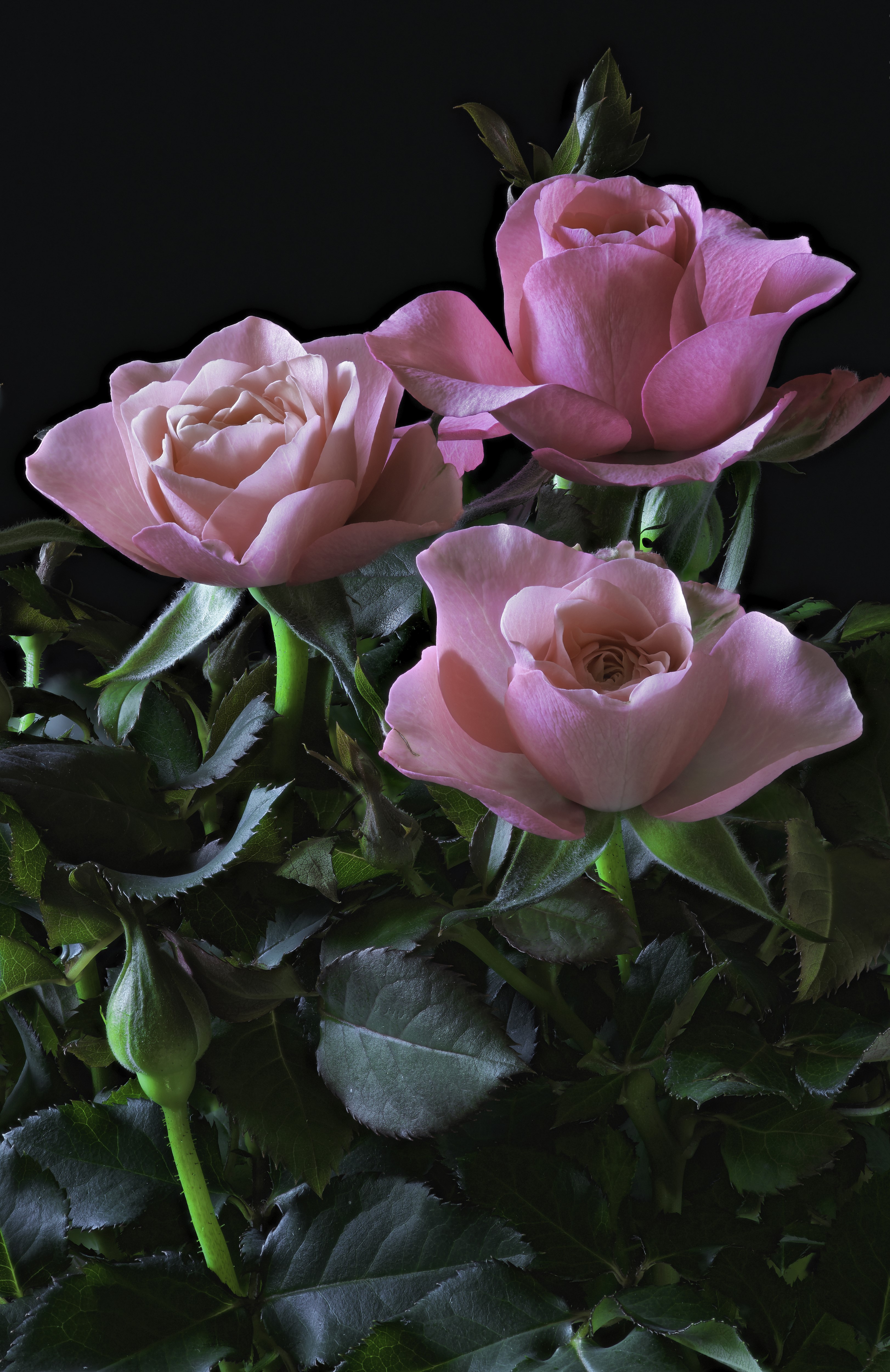 Three pink roses with foliage on black background HD Phone Wallpaper