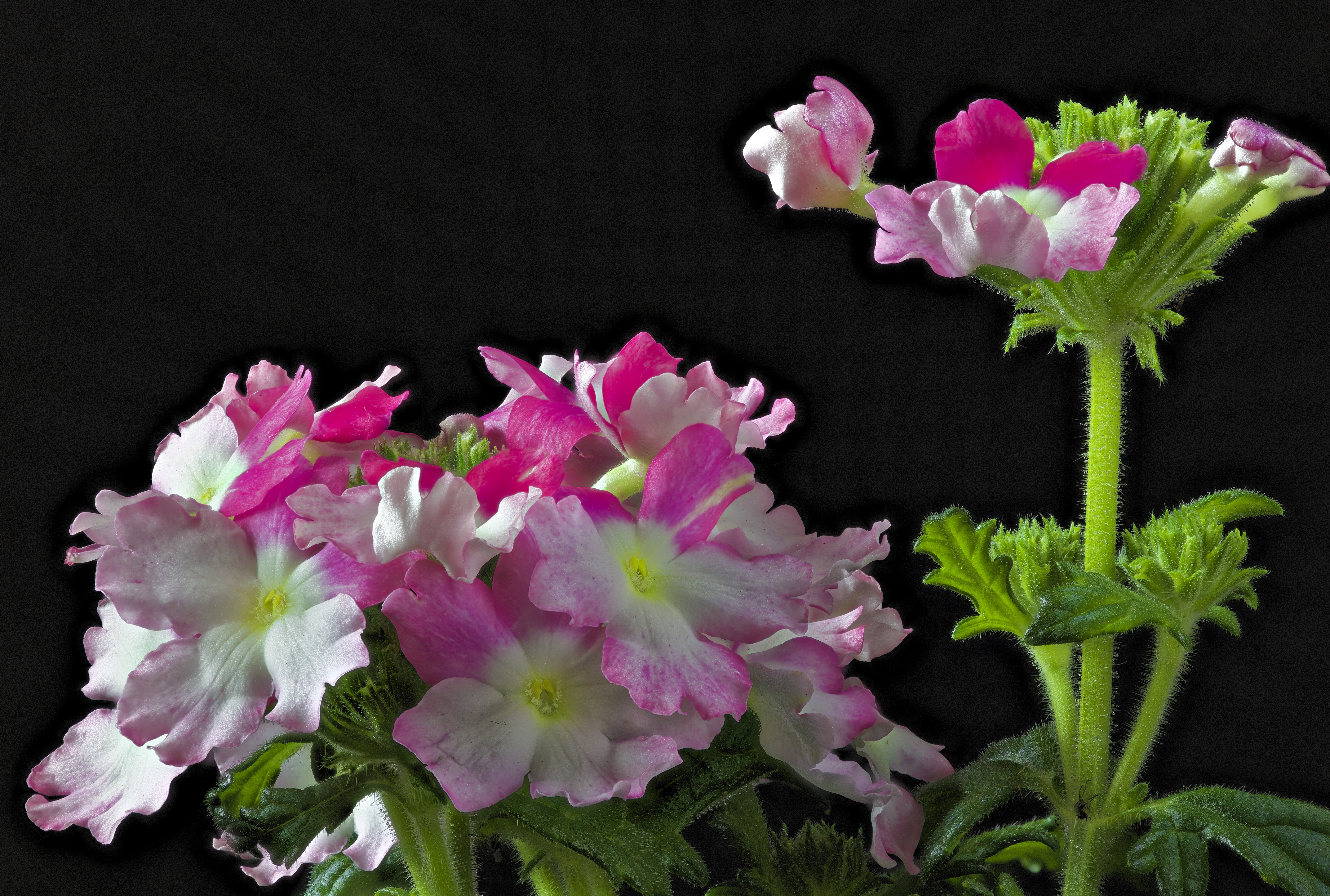 Pink and white Verbena flowers on black background HD Wallpaper