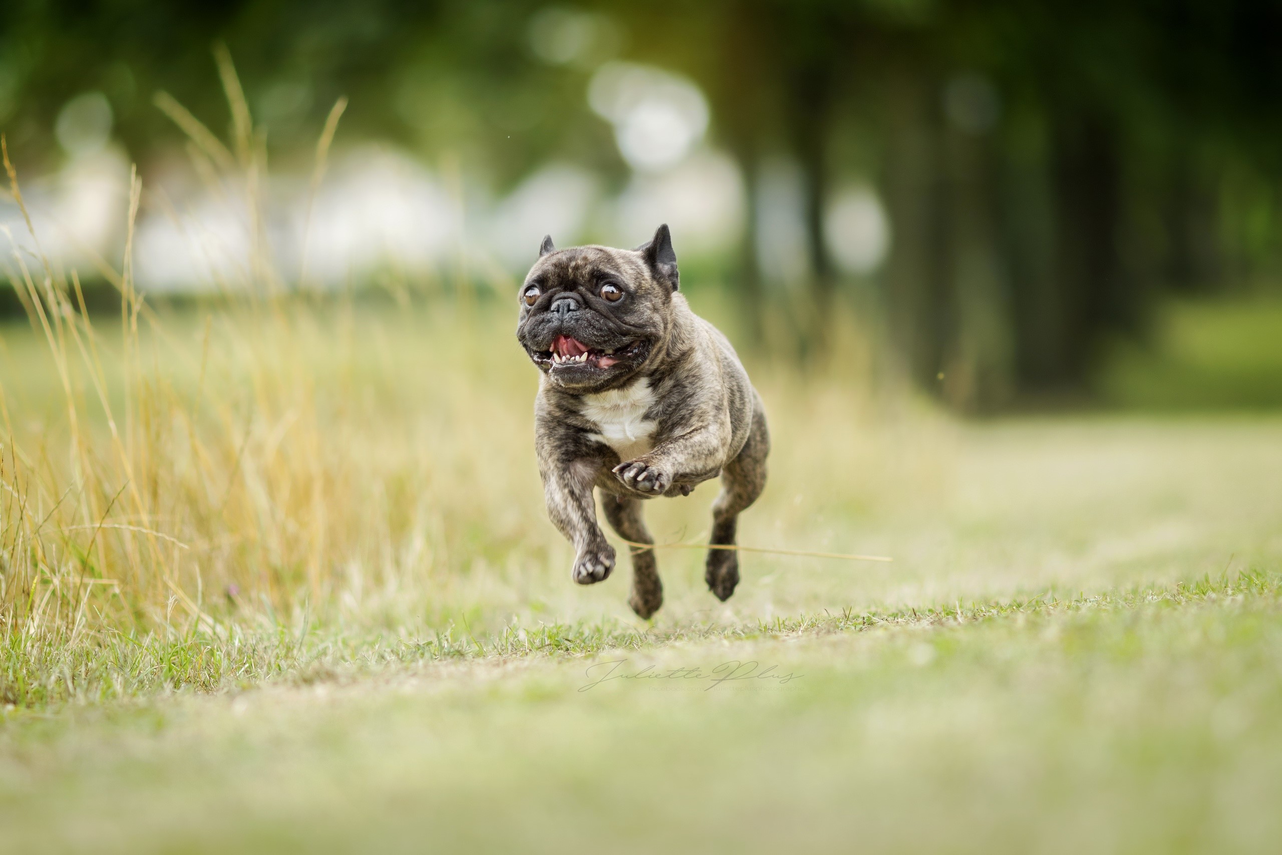 Brindle French Bulldog running and jumping in a grassy field HD Wallpaper