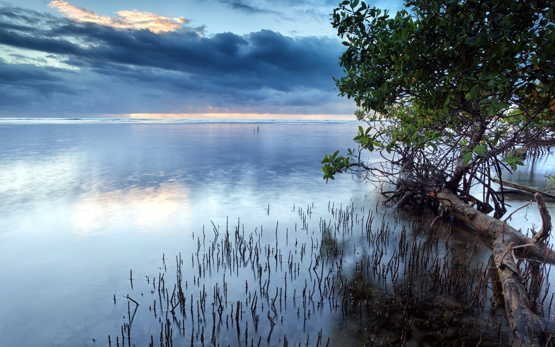 Mangrove tree roots in calm water at sunset HD Wallpaper