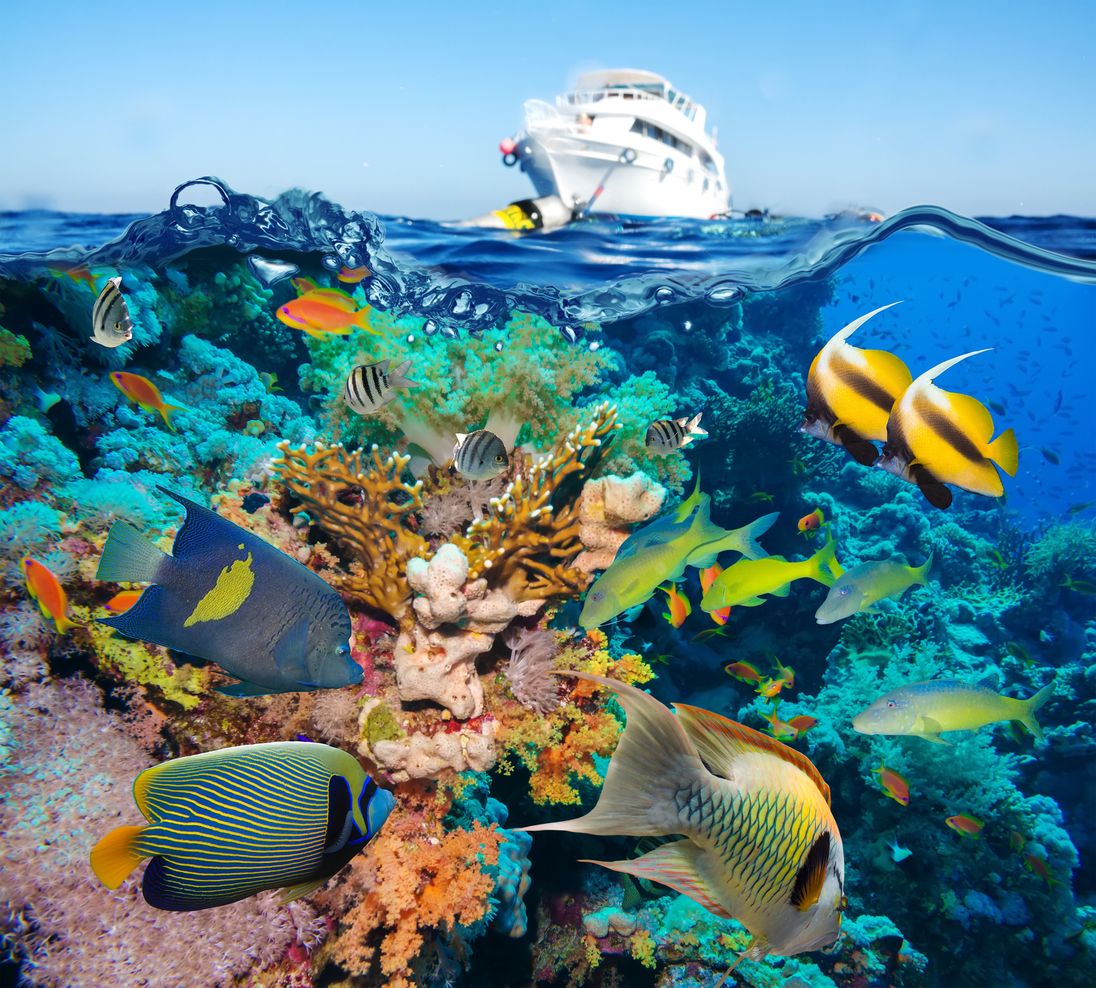 Underwater coral reef with various fish and a boat HD Wallpaper