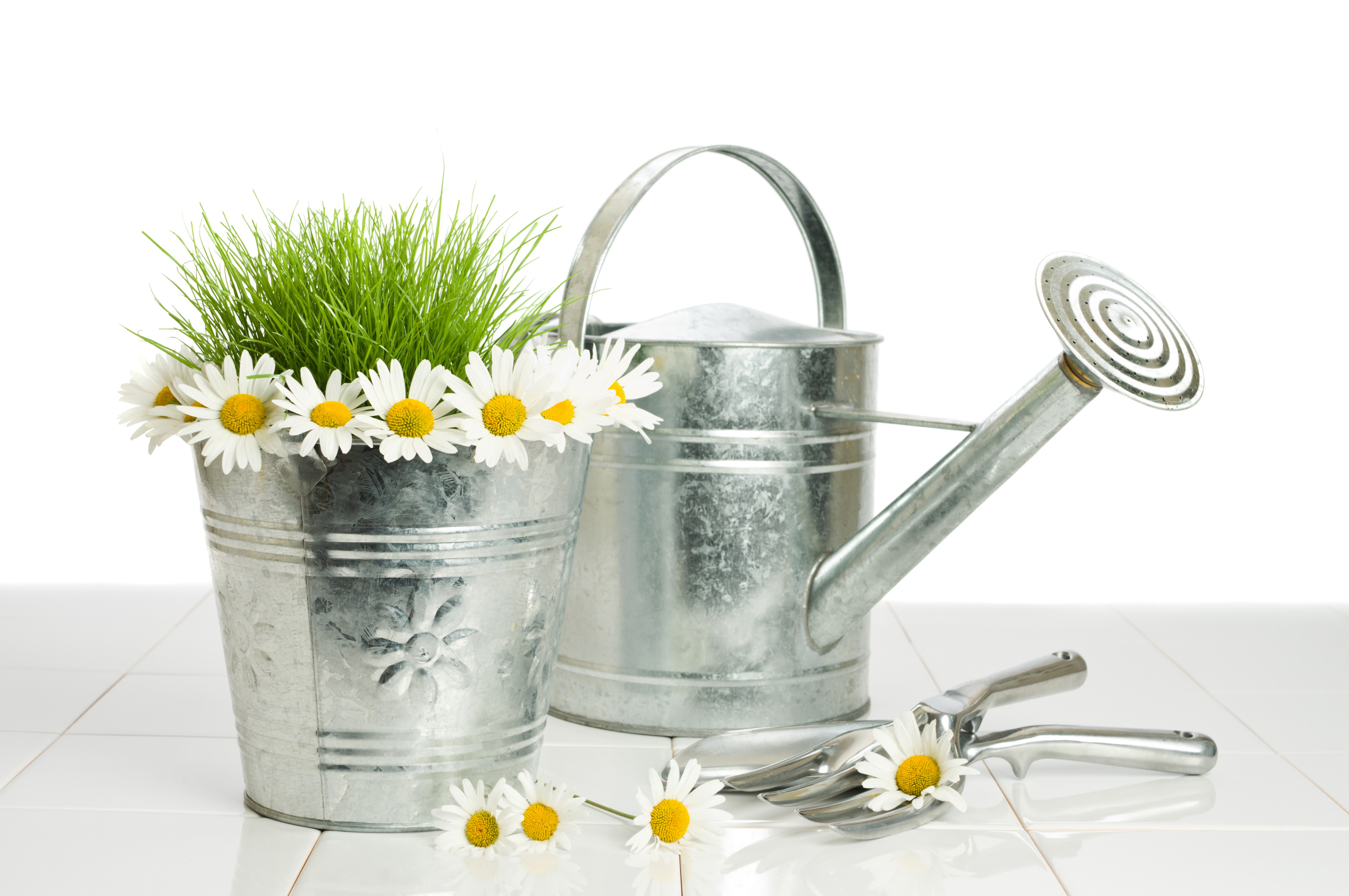 Bucket of Grass with Daisies and Gardening Tools HD Wallpaper