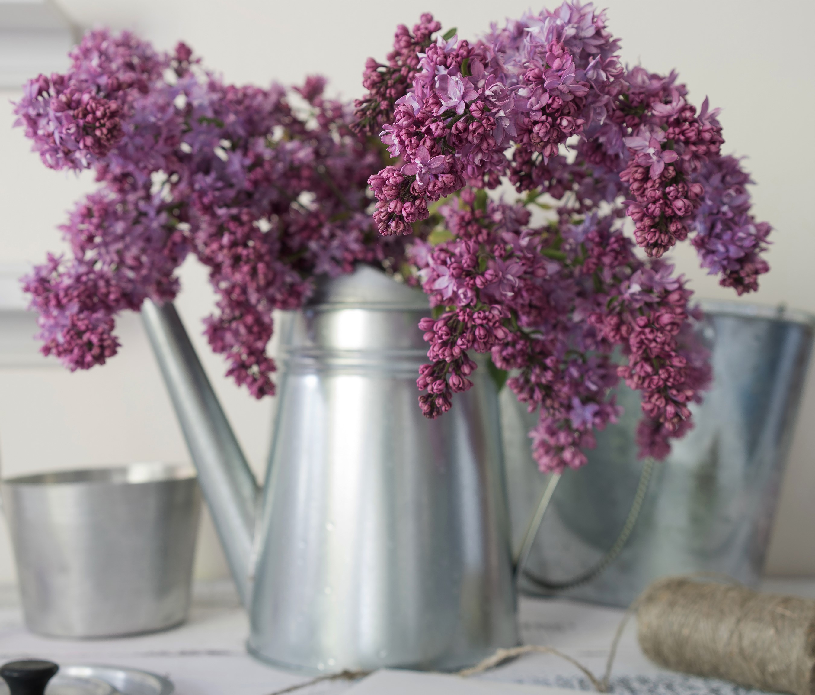 Lilac flowers in a watering can HD Wallpaper