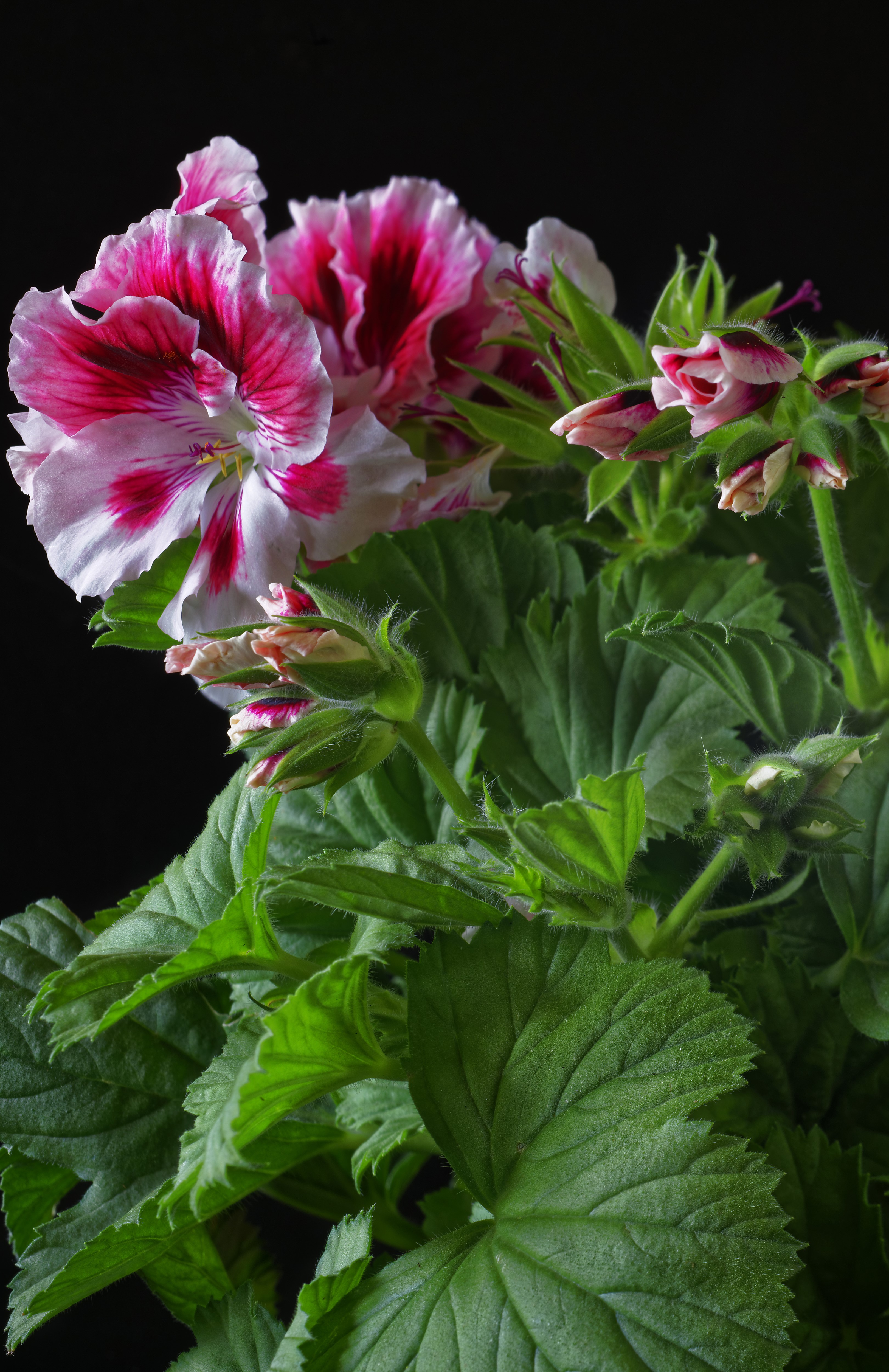 Pink and white geranium flowers and buds HD Phone Wallpaper