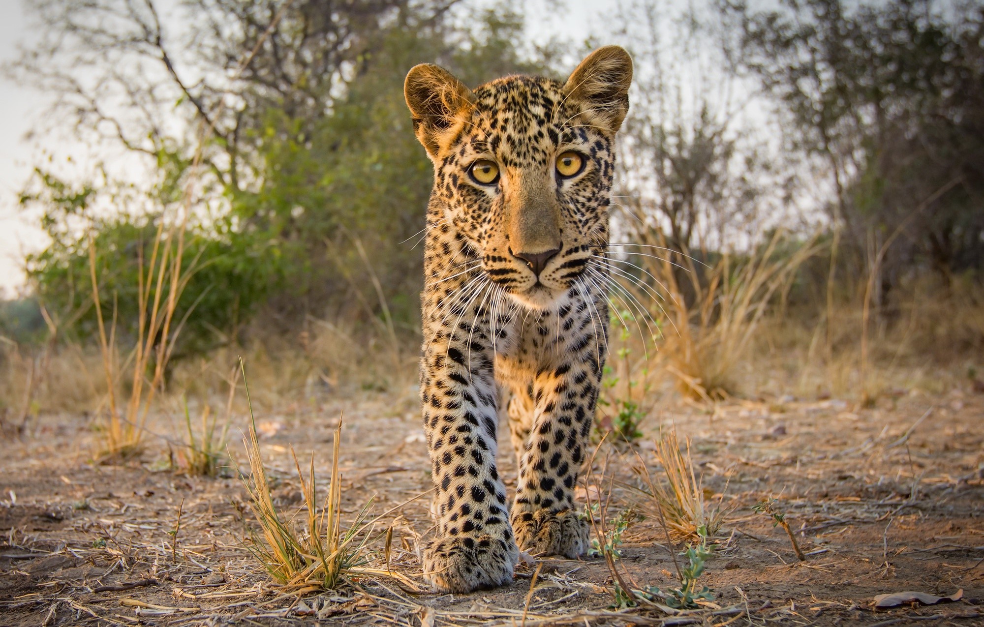 Leopard cub walking in the savanna HD Wallpaper