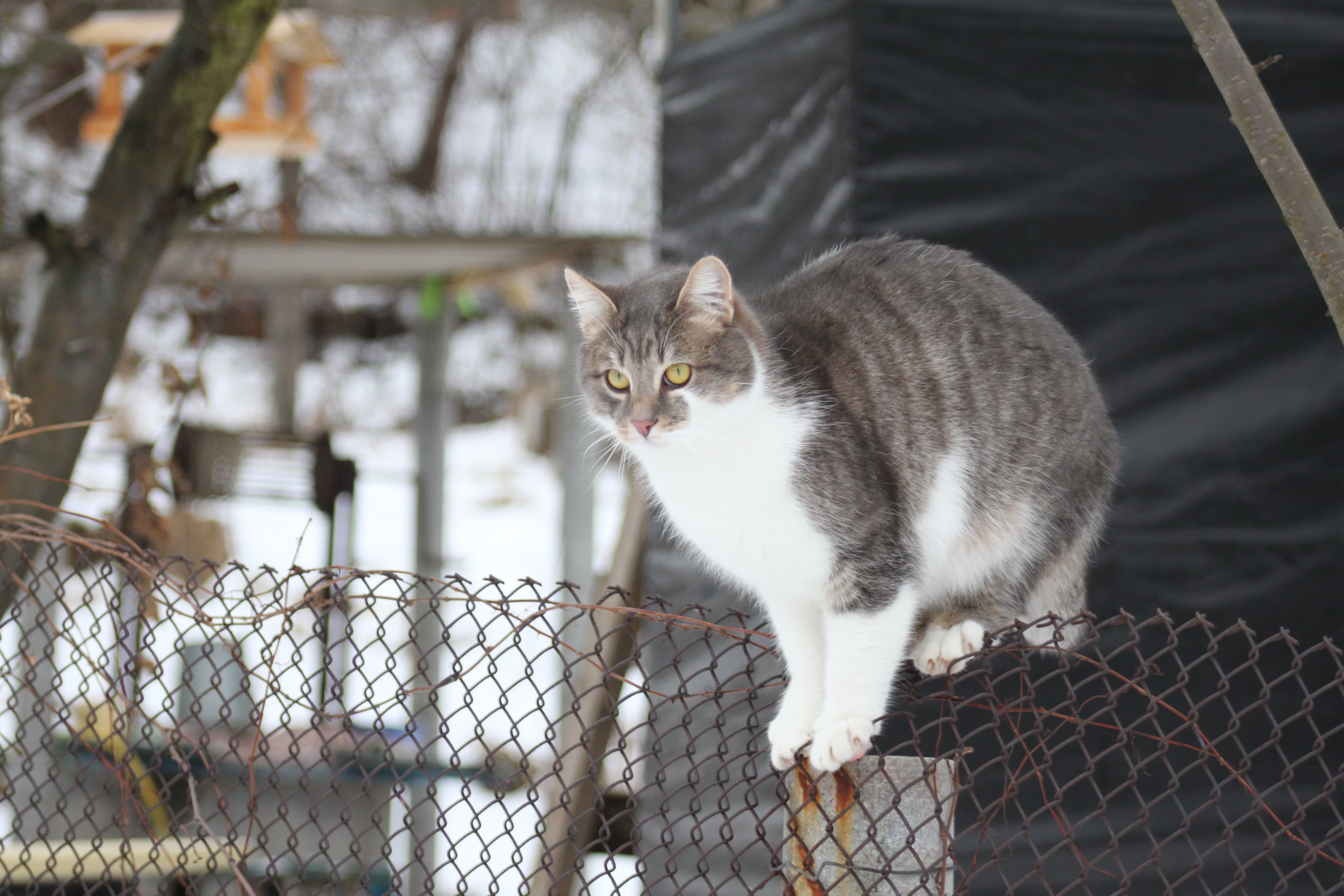 Gray and white cat on a fence HD Wallpaper