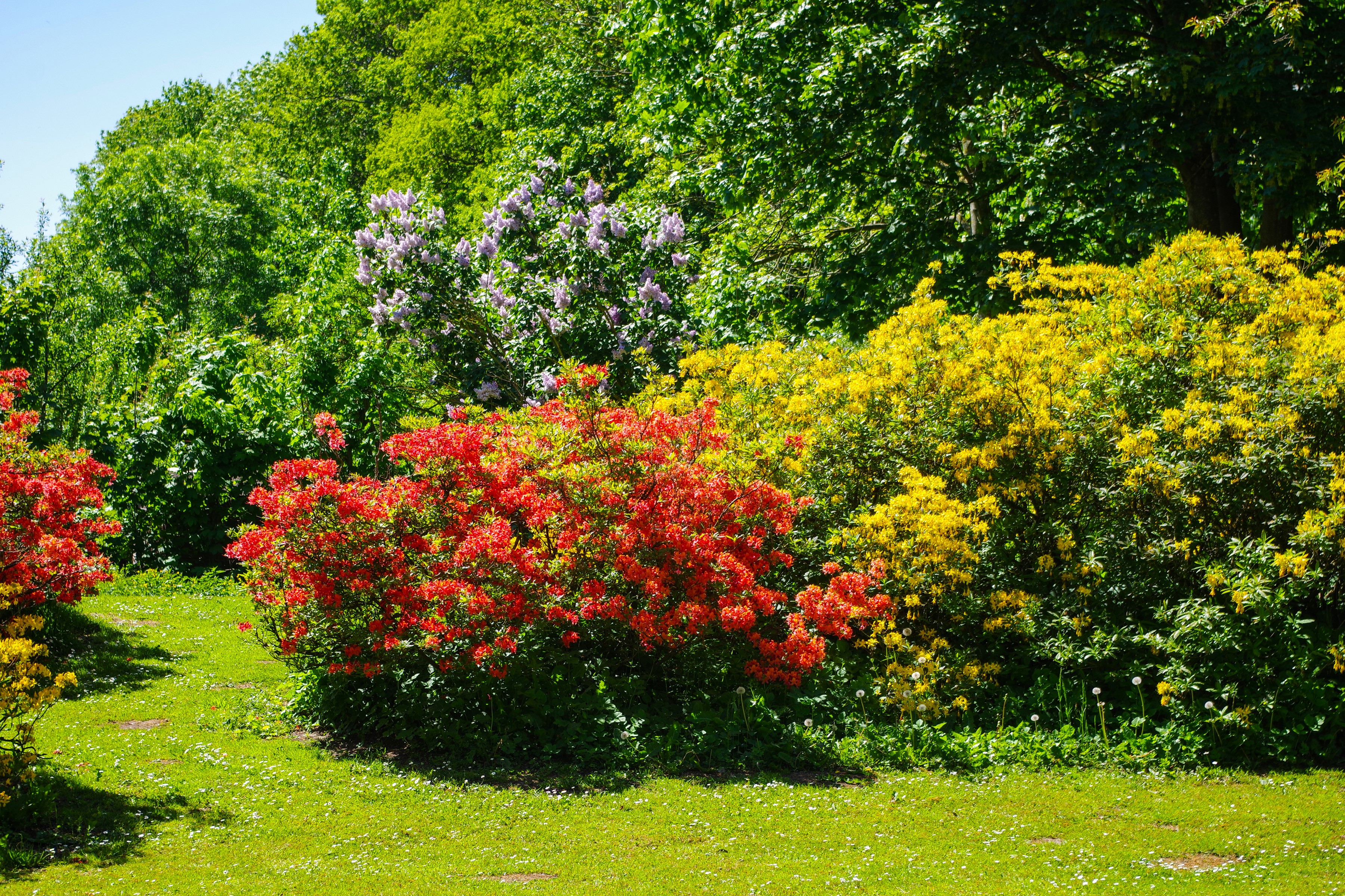Malmesbury Park, United Kingdom: Rhododendrons and Shrubs HD Wallpaper
