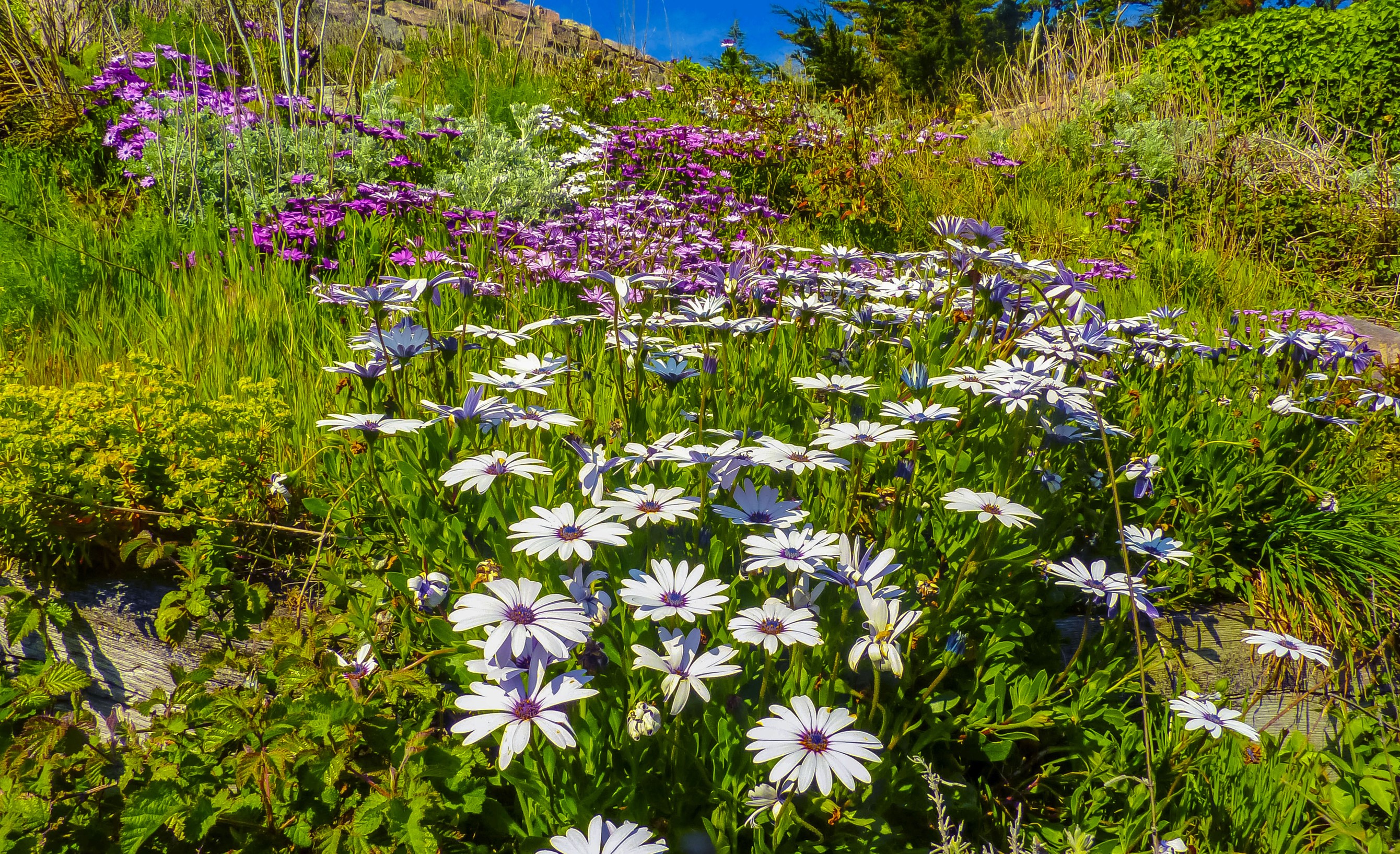 White and purple daisies on a grassy hill HD Wallpaper