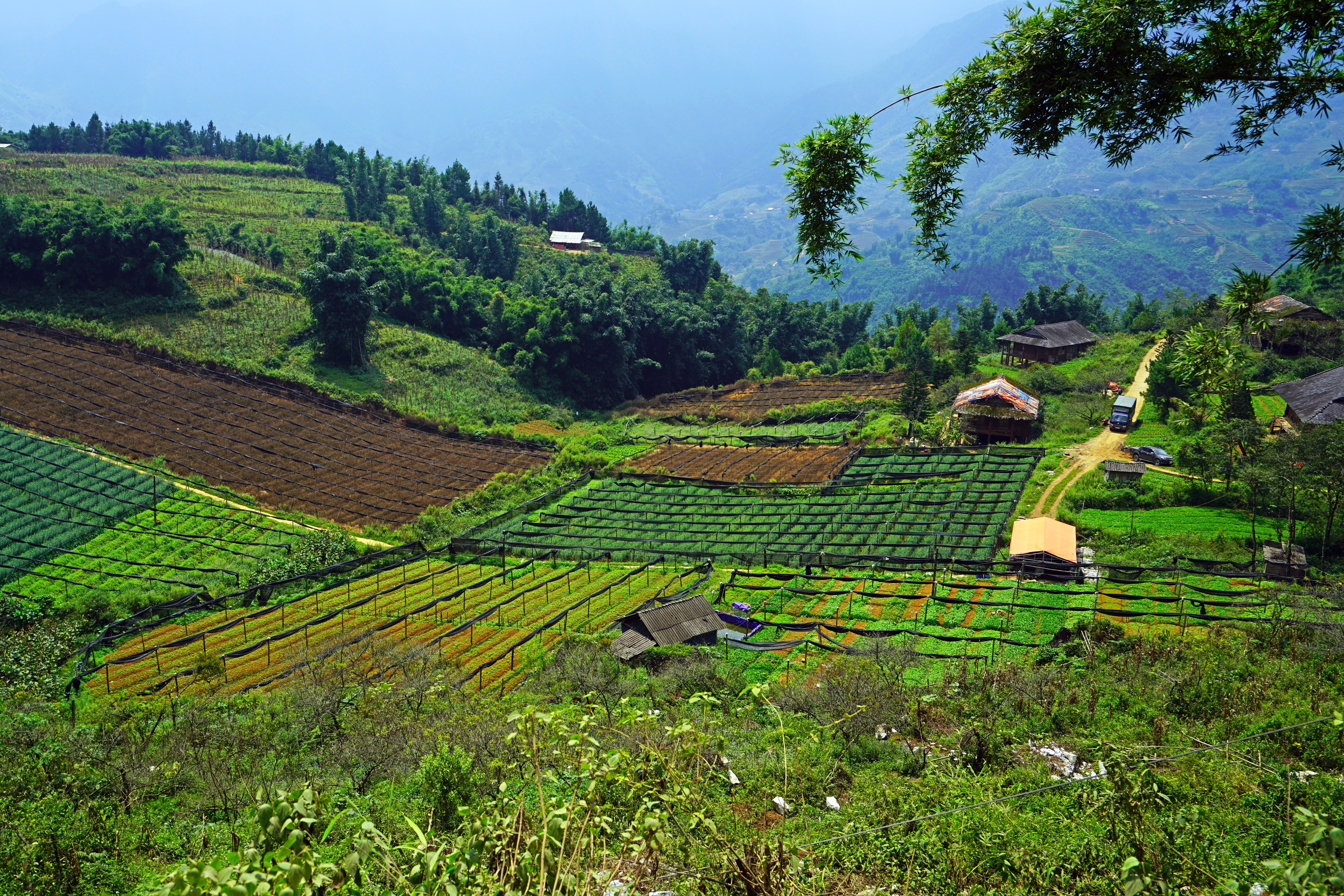 Muong Hoa Valley Sapa Vietnam Terraced Fields HD Wallpaper
