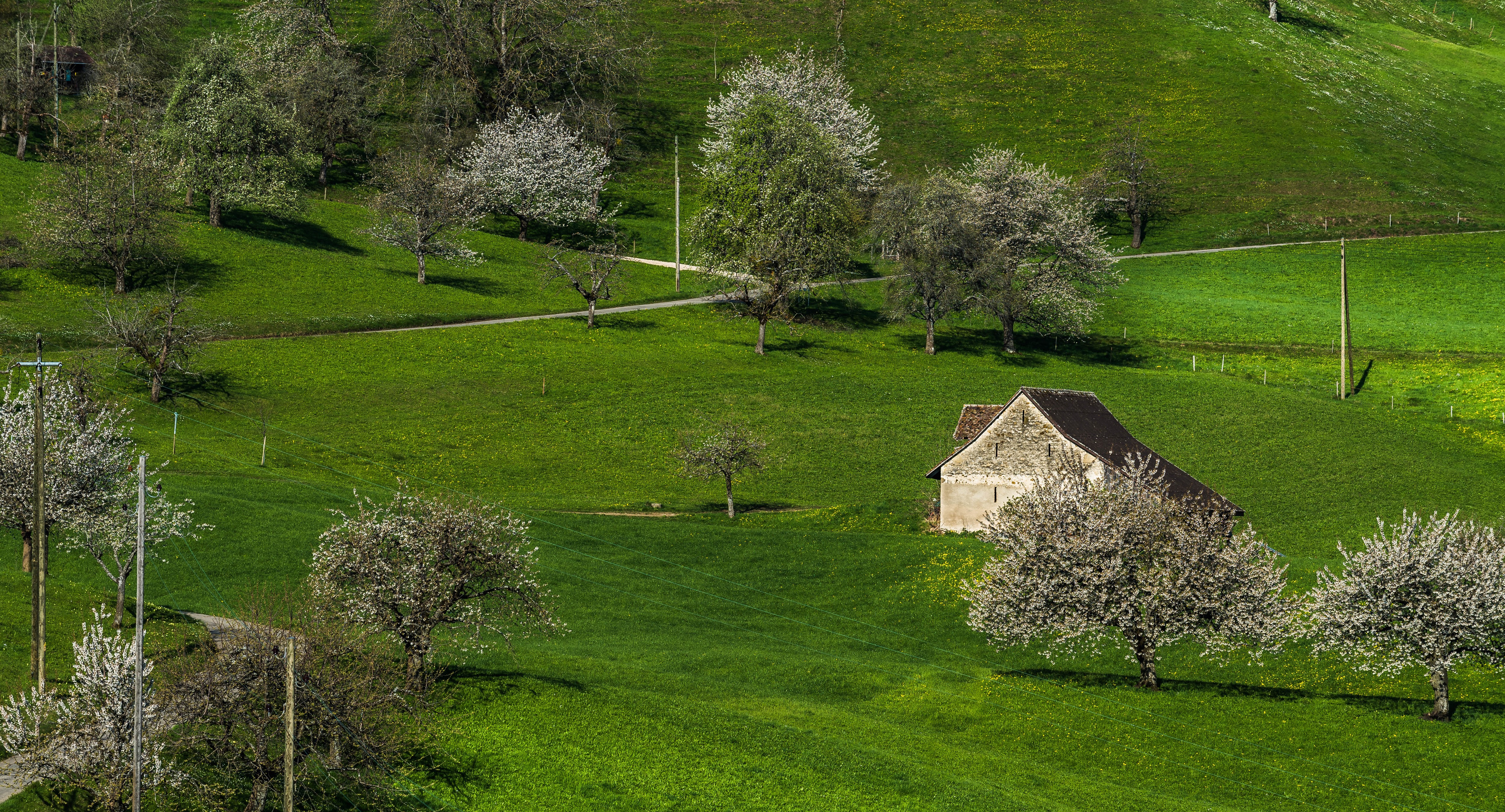Flowering trees and a house in Baselland, Switzerland HD Wallpaper