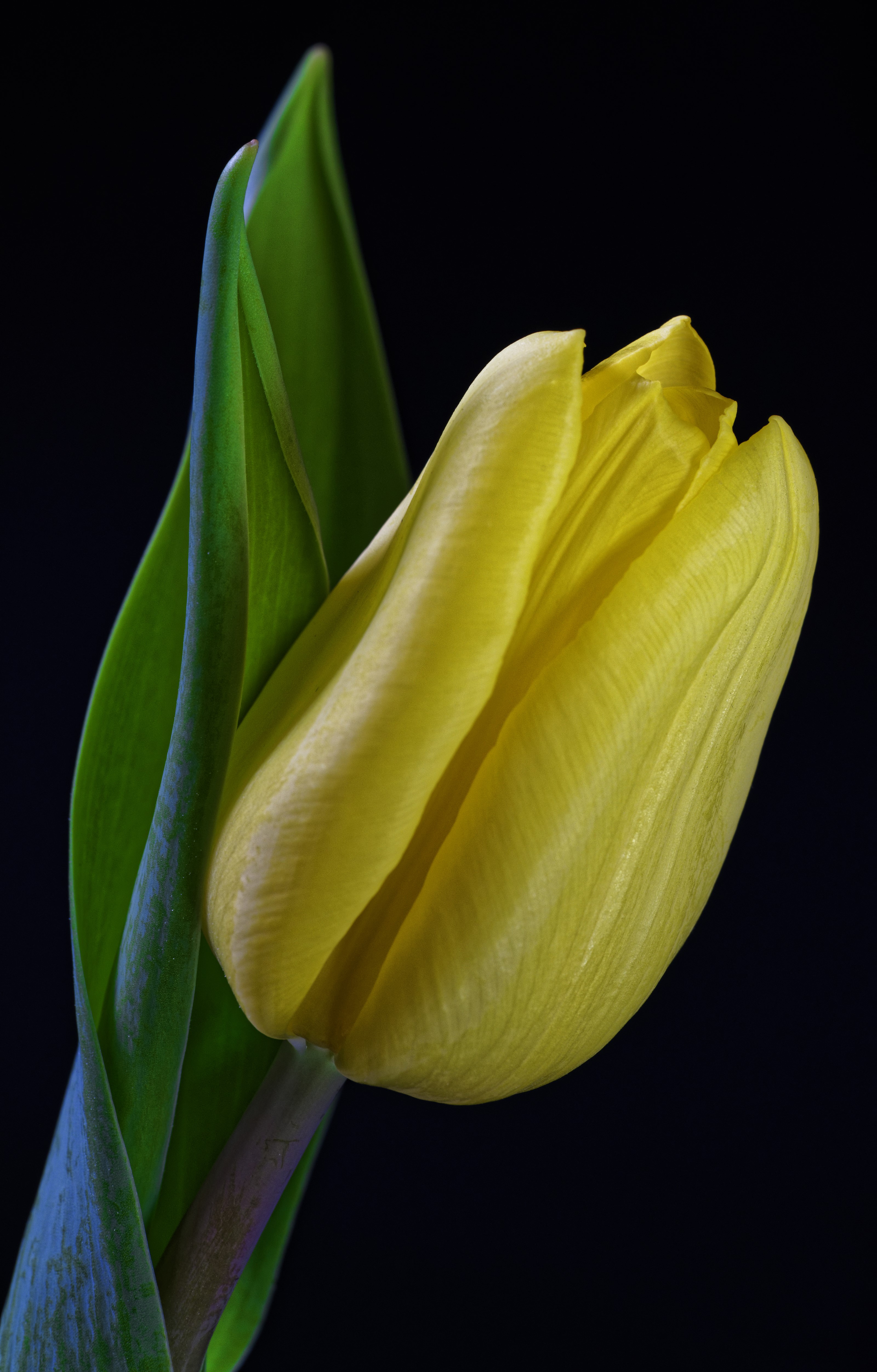 Yellow tulip with green leaves on black background HD Phone Wallpaper