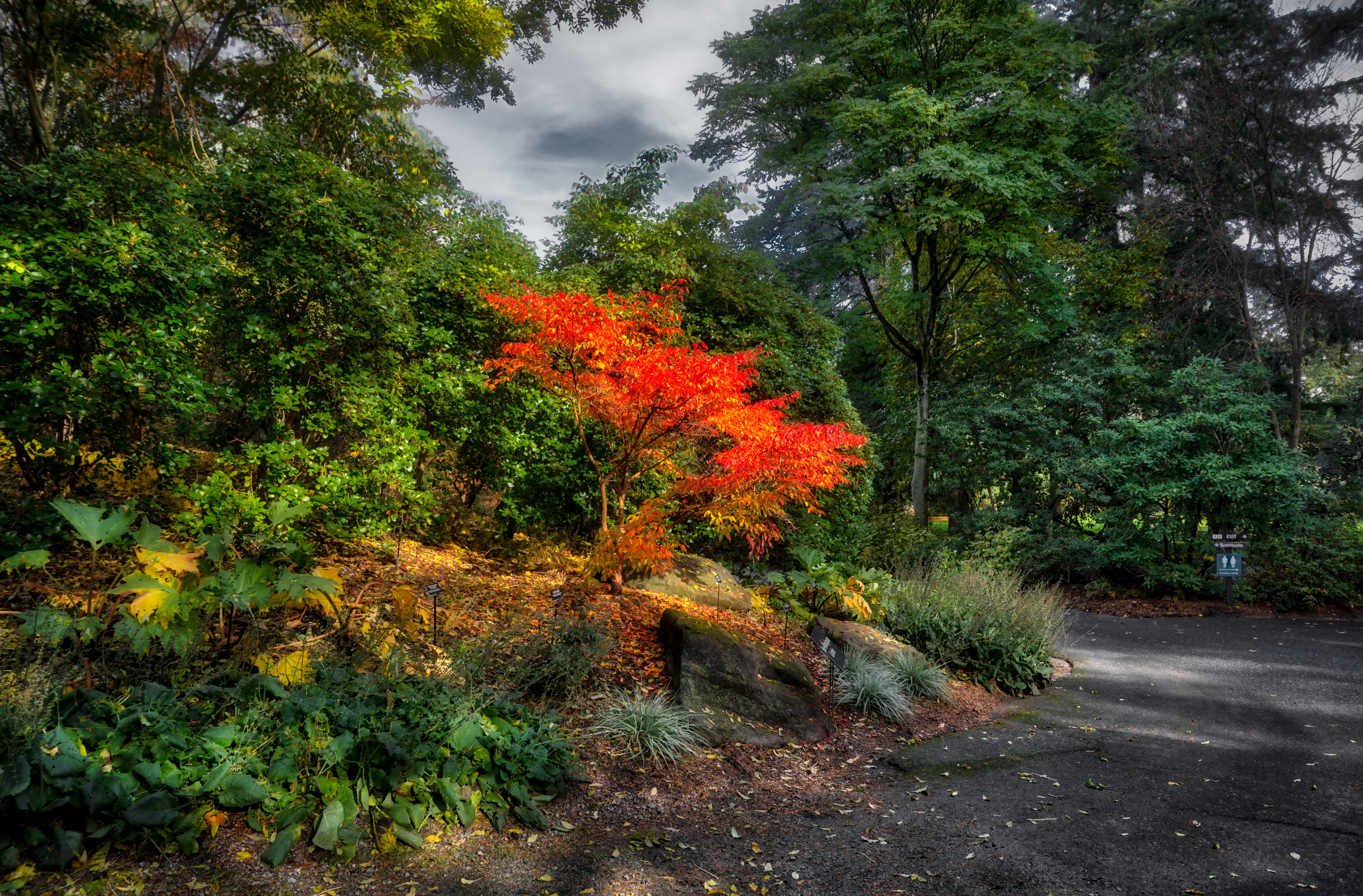 4K VanDusen Botanical Garden Vancouver Trees HD Wallpaper