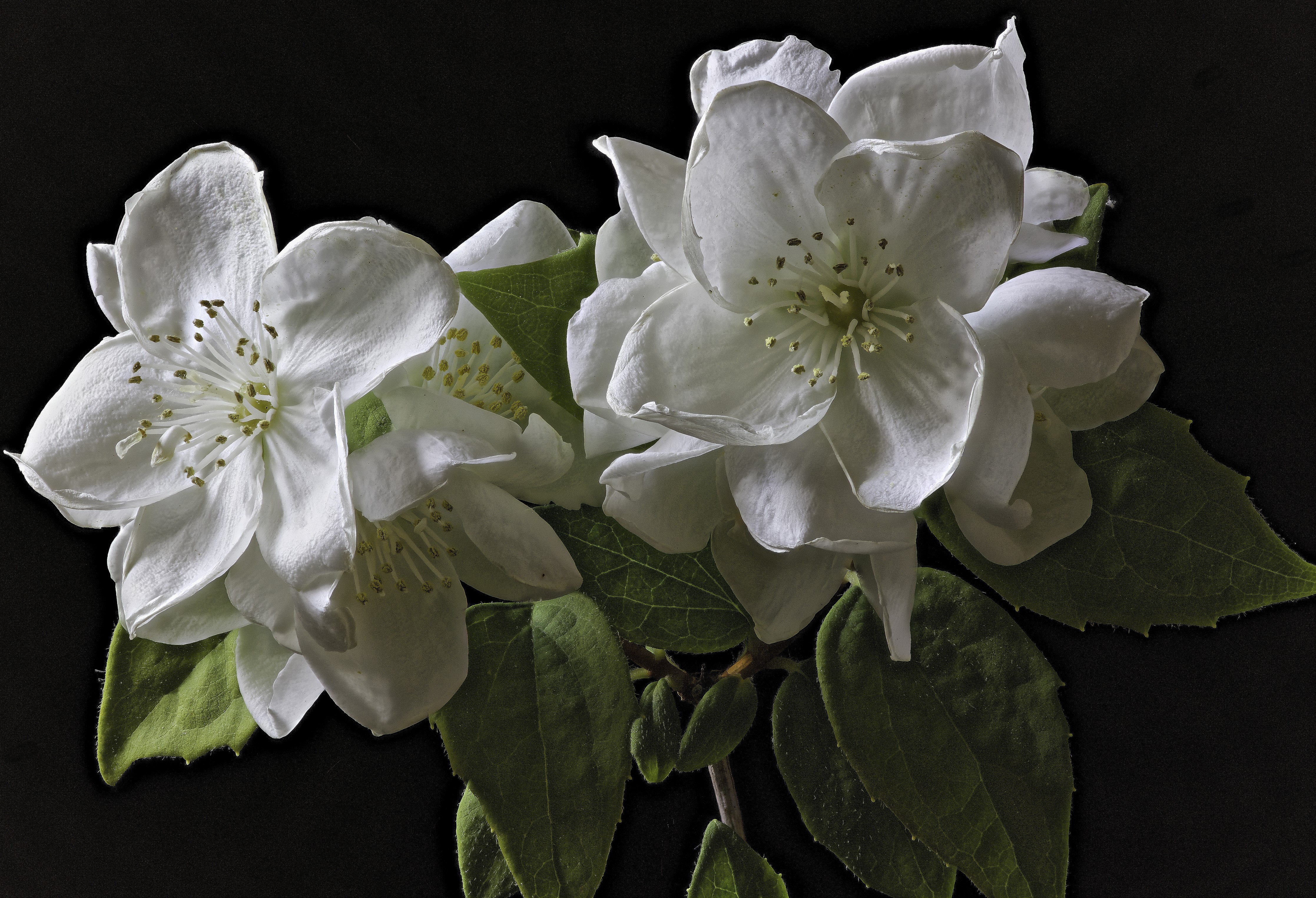 Two white jasmine flowers with green leaves on black background HD Wallpaper
