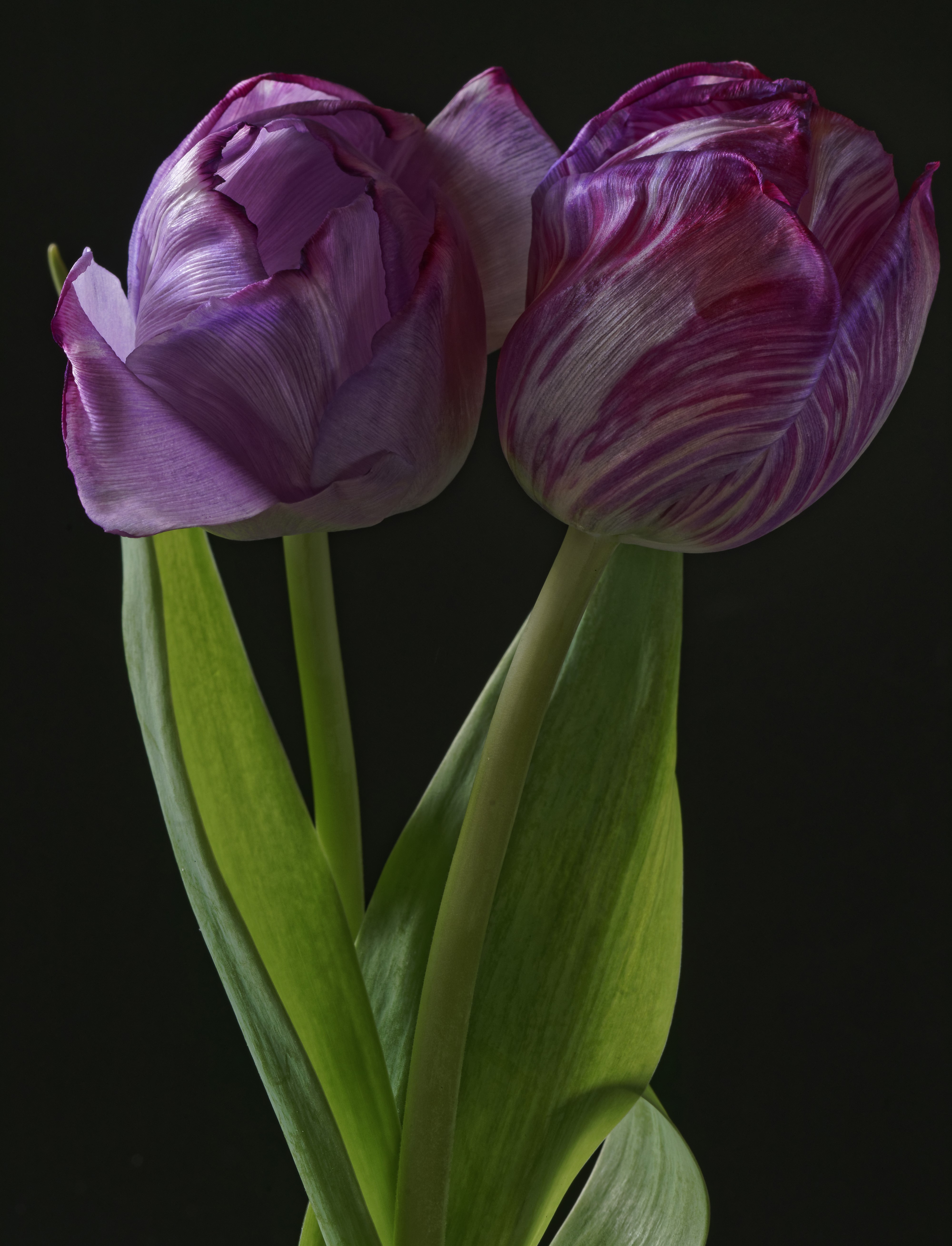 Two purple tulips with green leaves on black background HD Phone Wallpaper