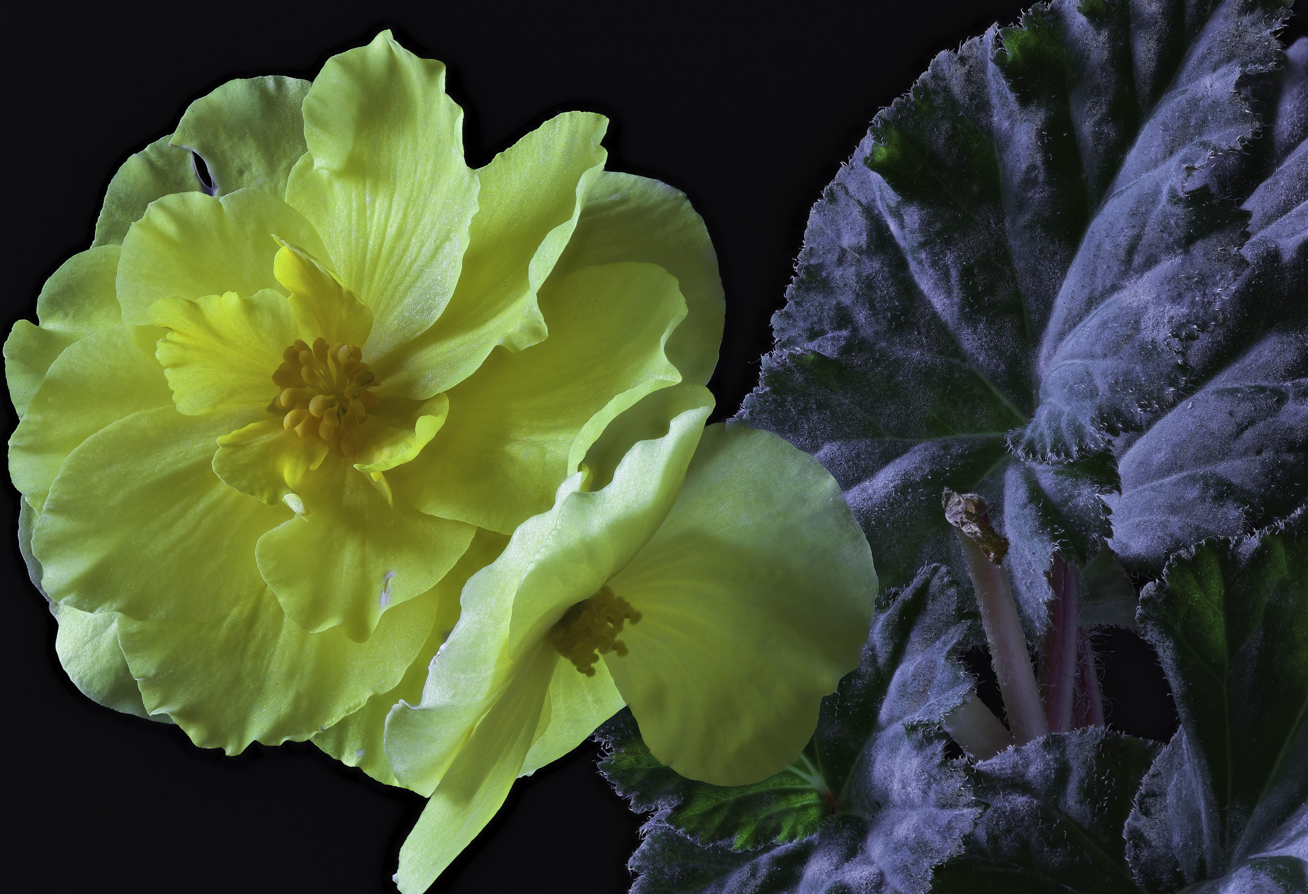 Yellow Begonia Flower and Leaf HD Wallpaper