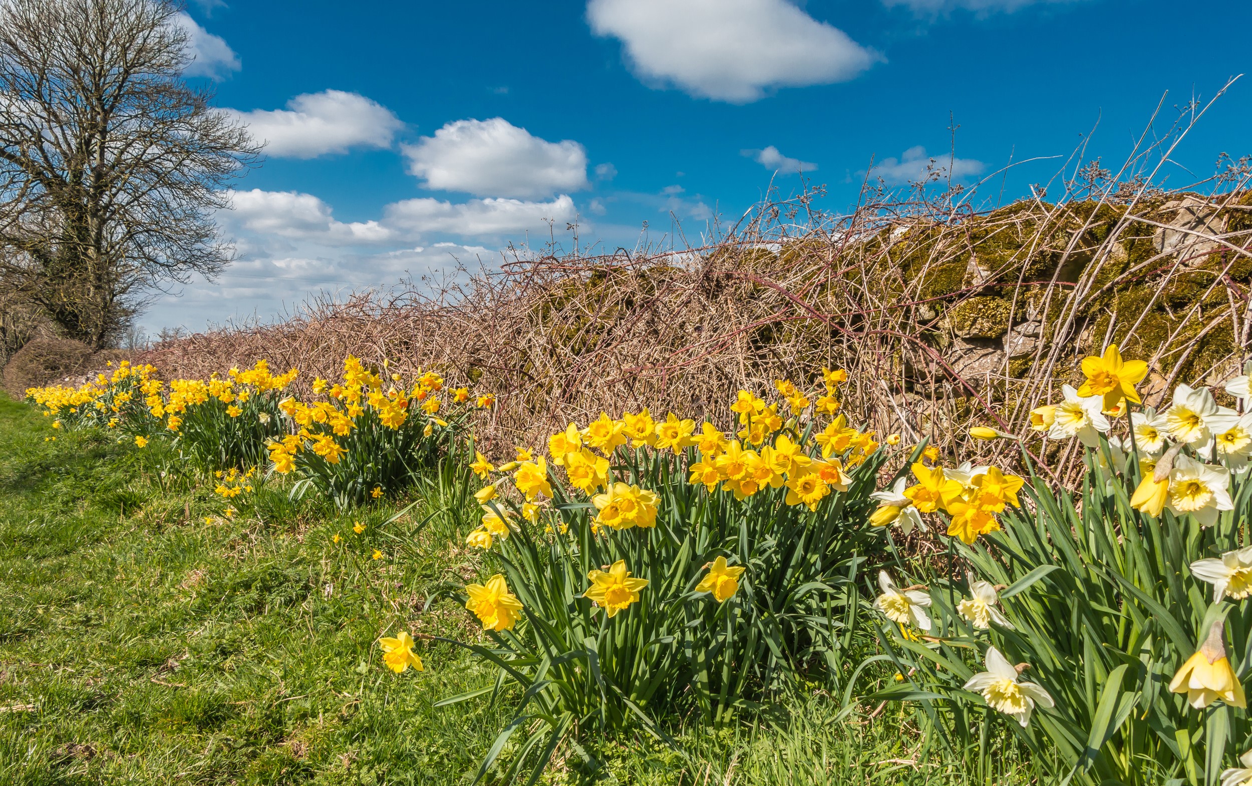 Field of Daffodils by a Stone Wall HD Wallpaper