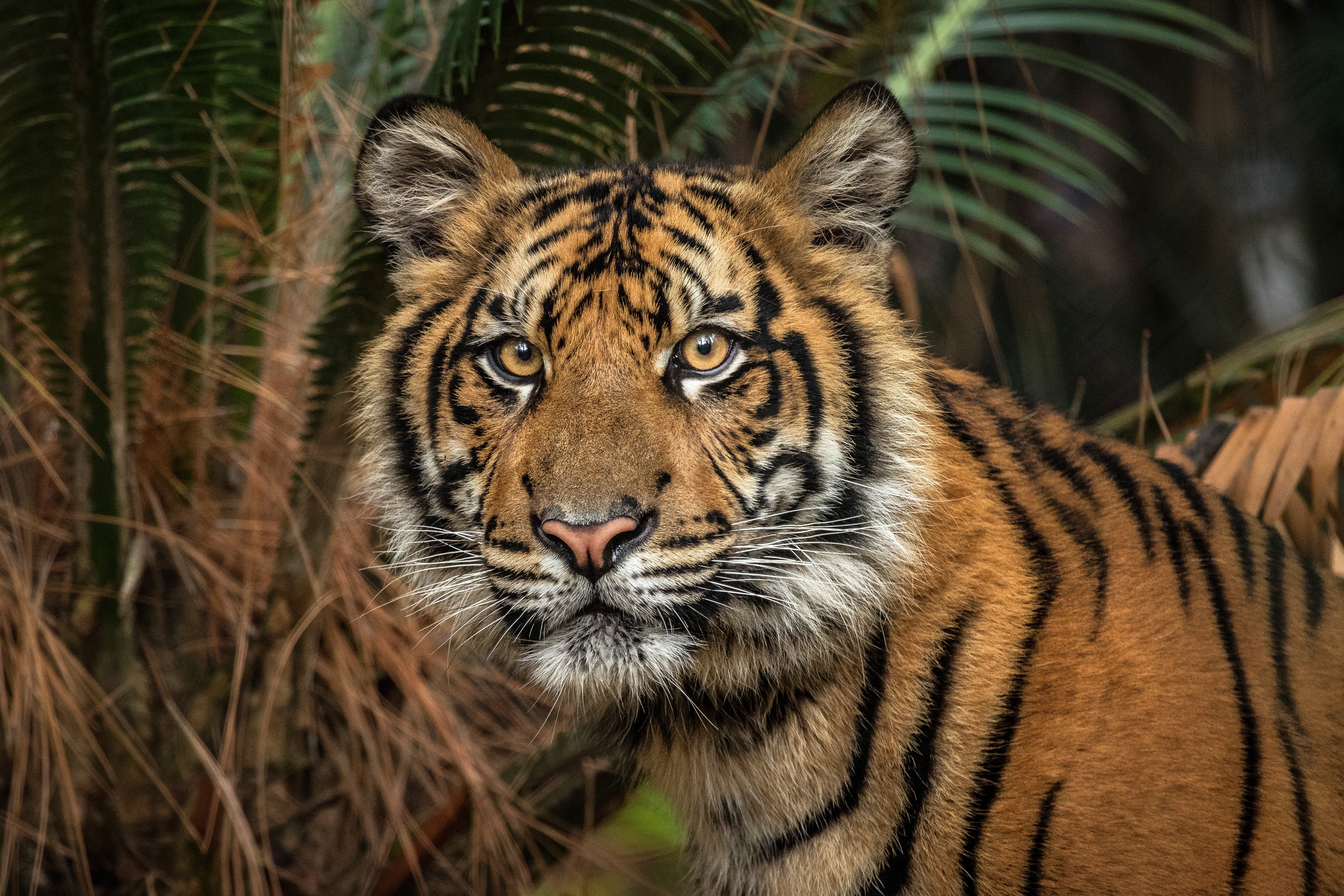 Tiger looking intently in a forest HD Wallpaper