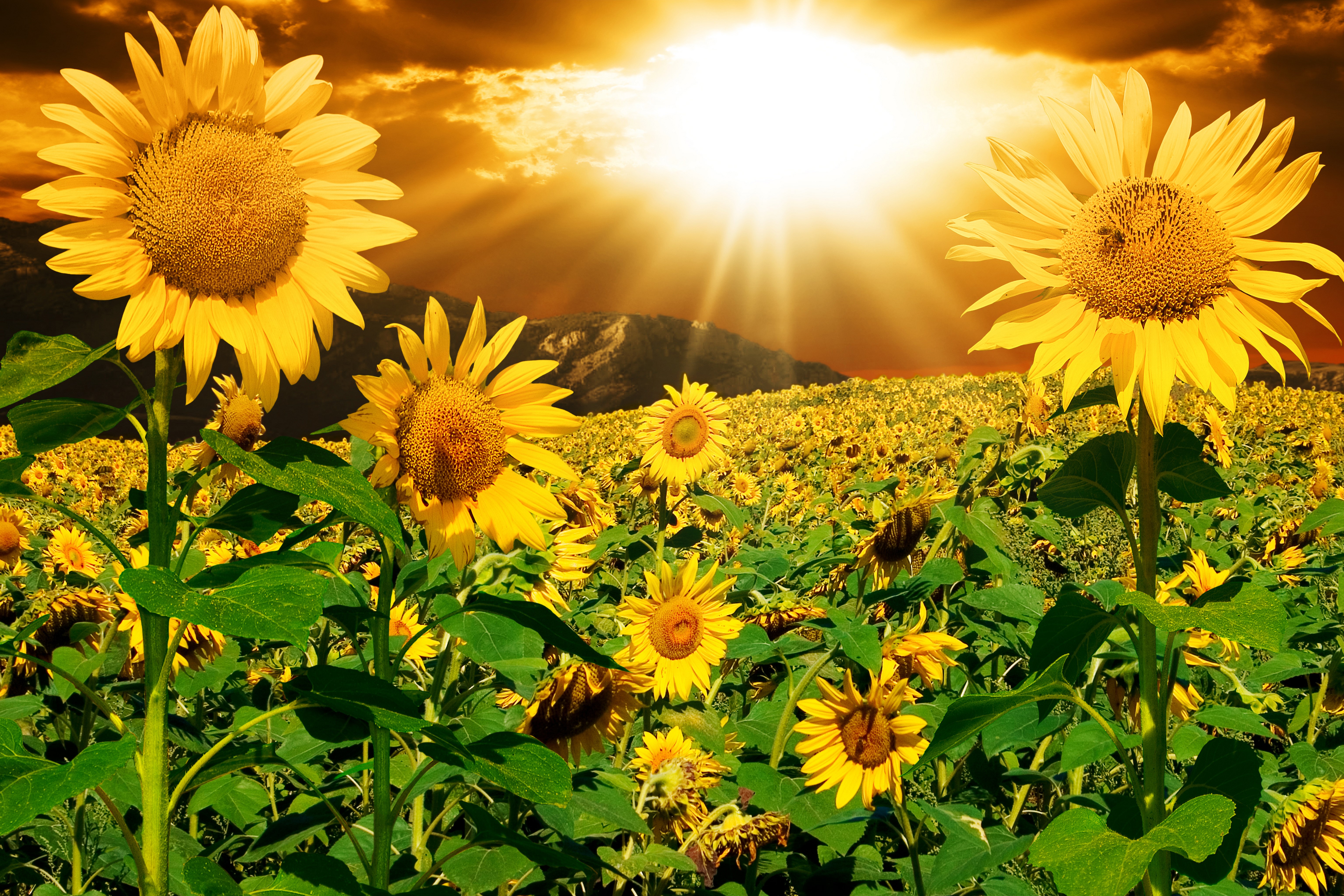 Sunflowers Field at Sunset with Sun Rays HD Wallpaper