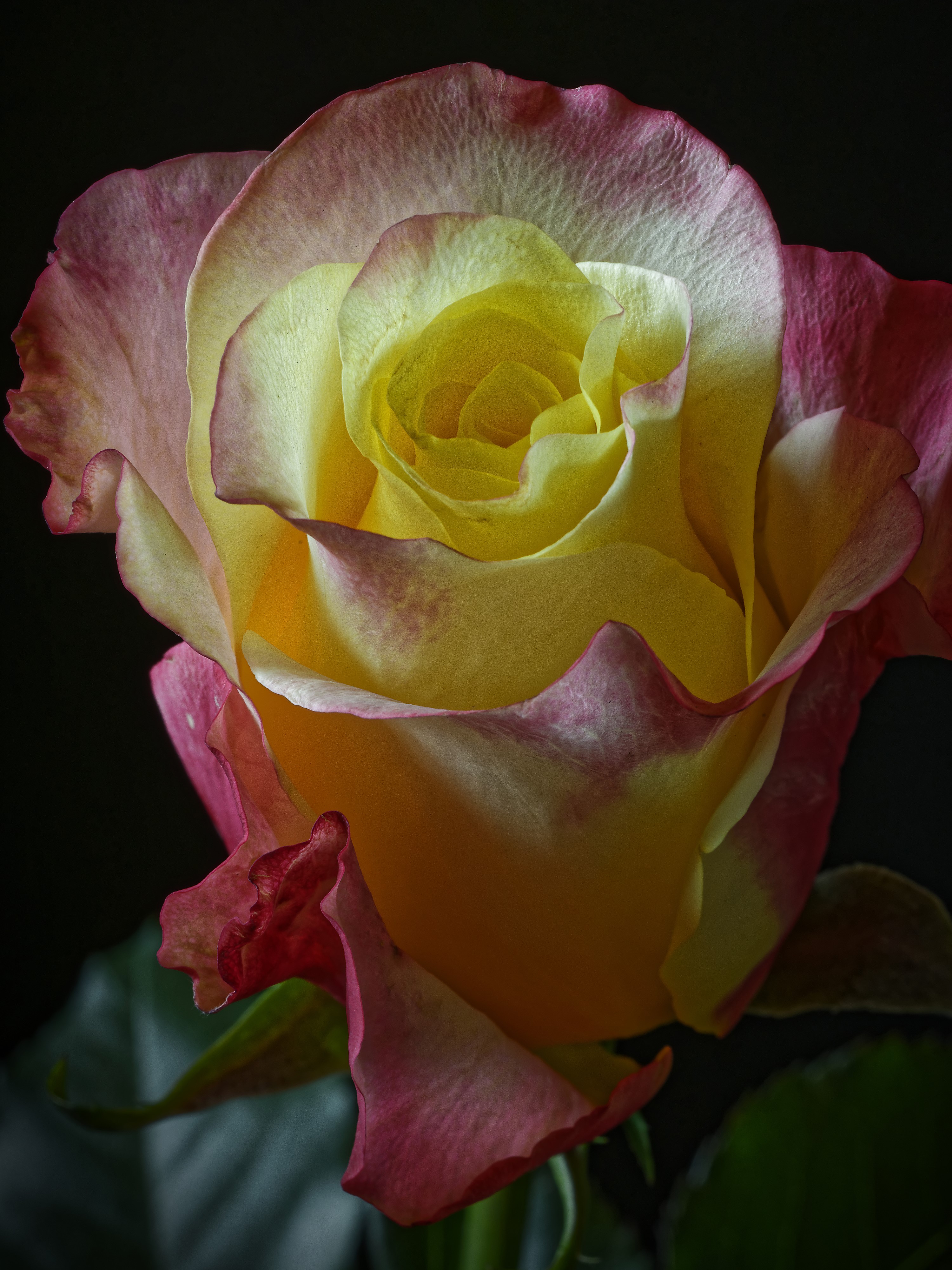 Yellow and pink rose with black background HD Phone Wallpaper