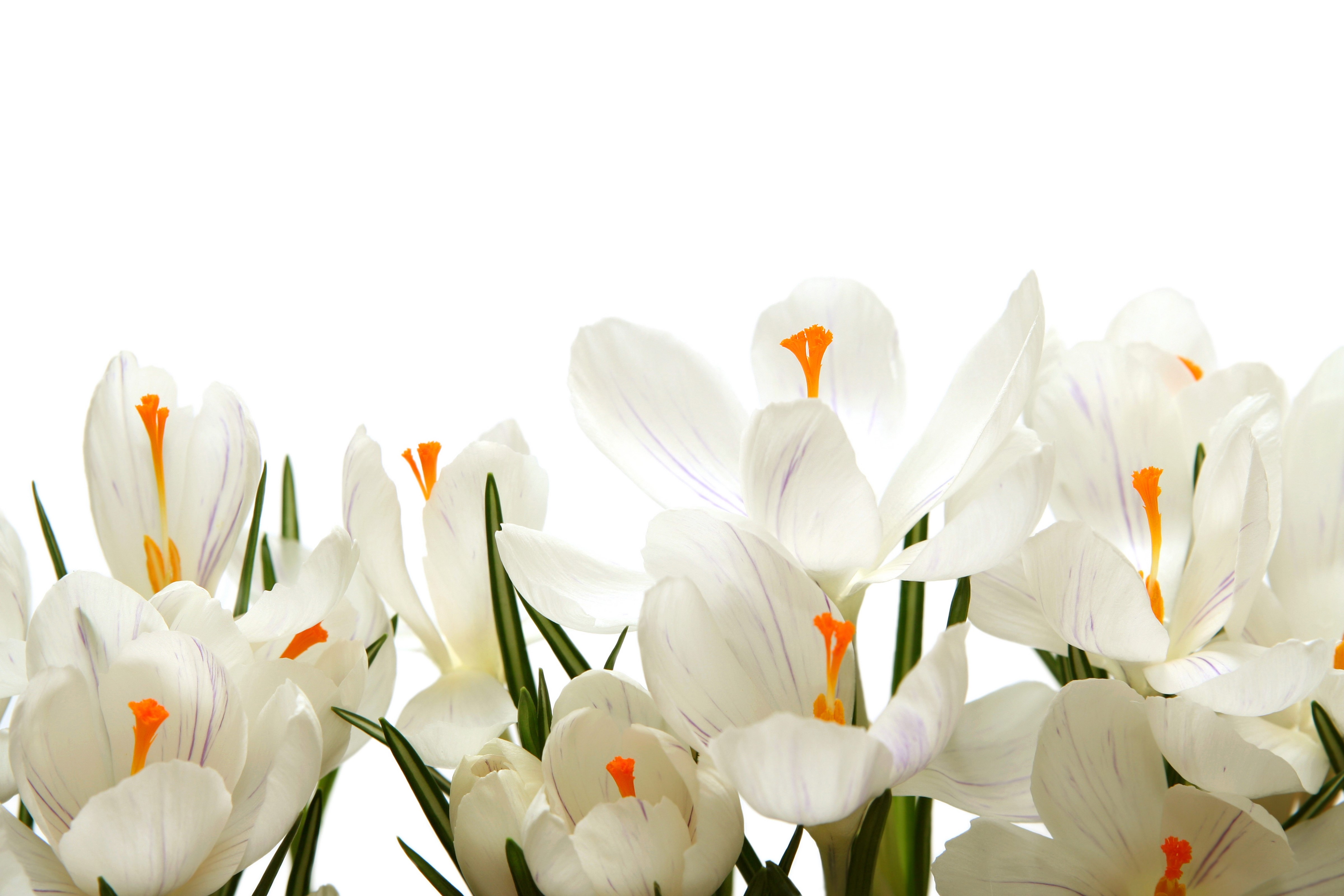 White Crocuses with Orange Stamens on White Background HD Wallpaper