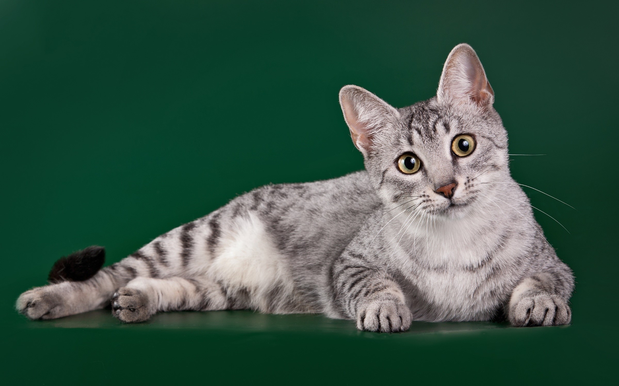 Egyptian Mau cat lying down HD Wallpaper