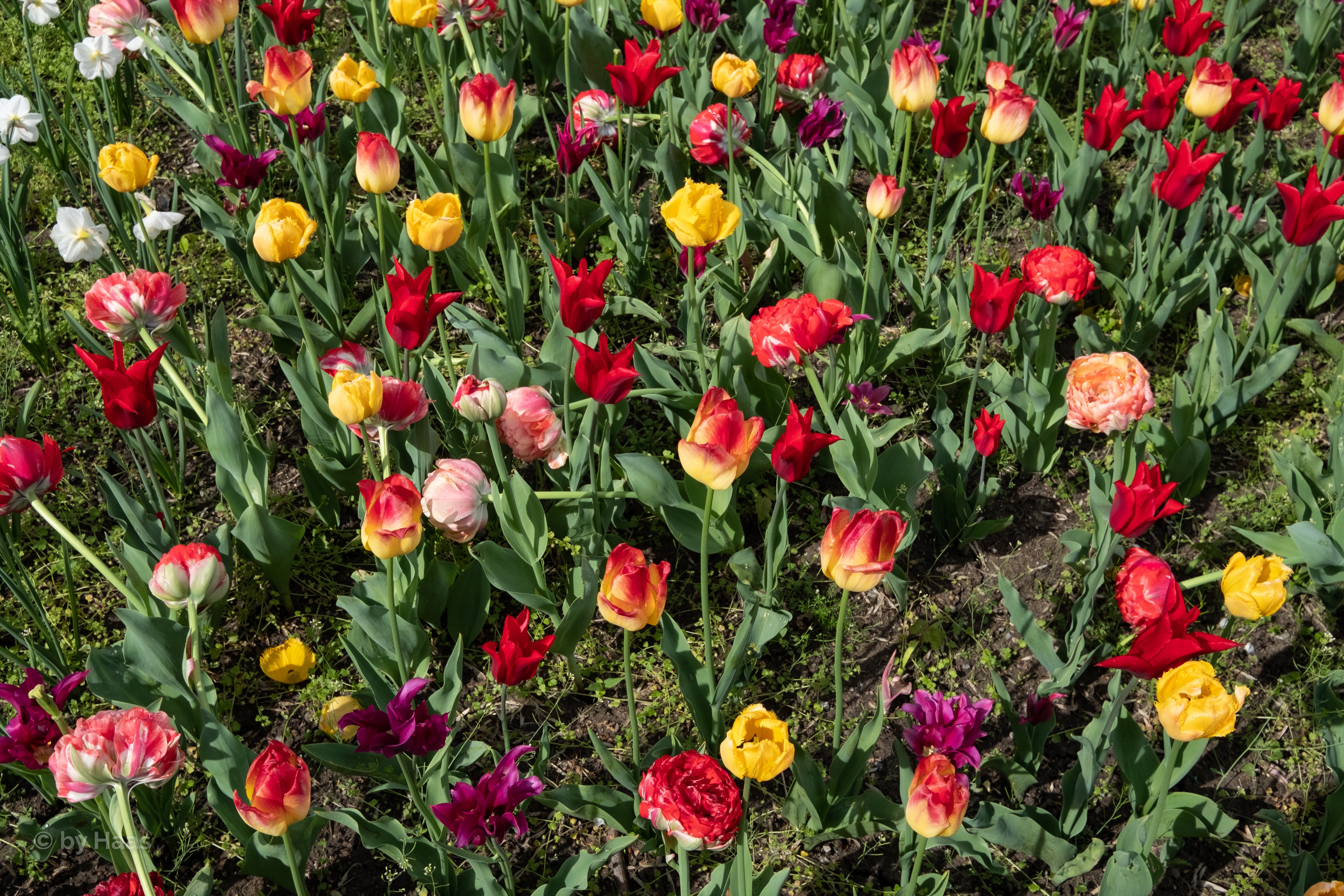 4K Multicolor Tulips Many HD Wallpaper