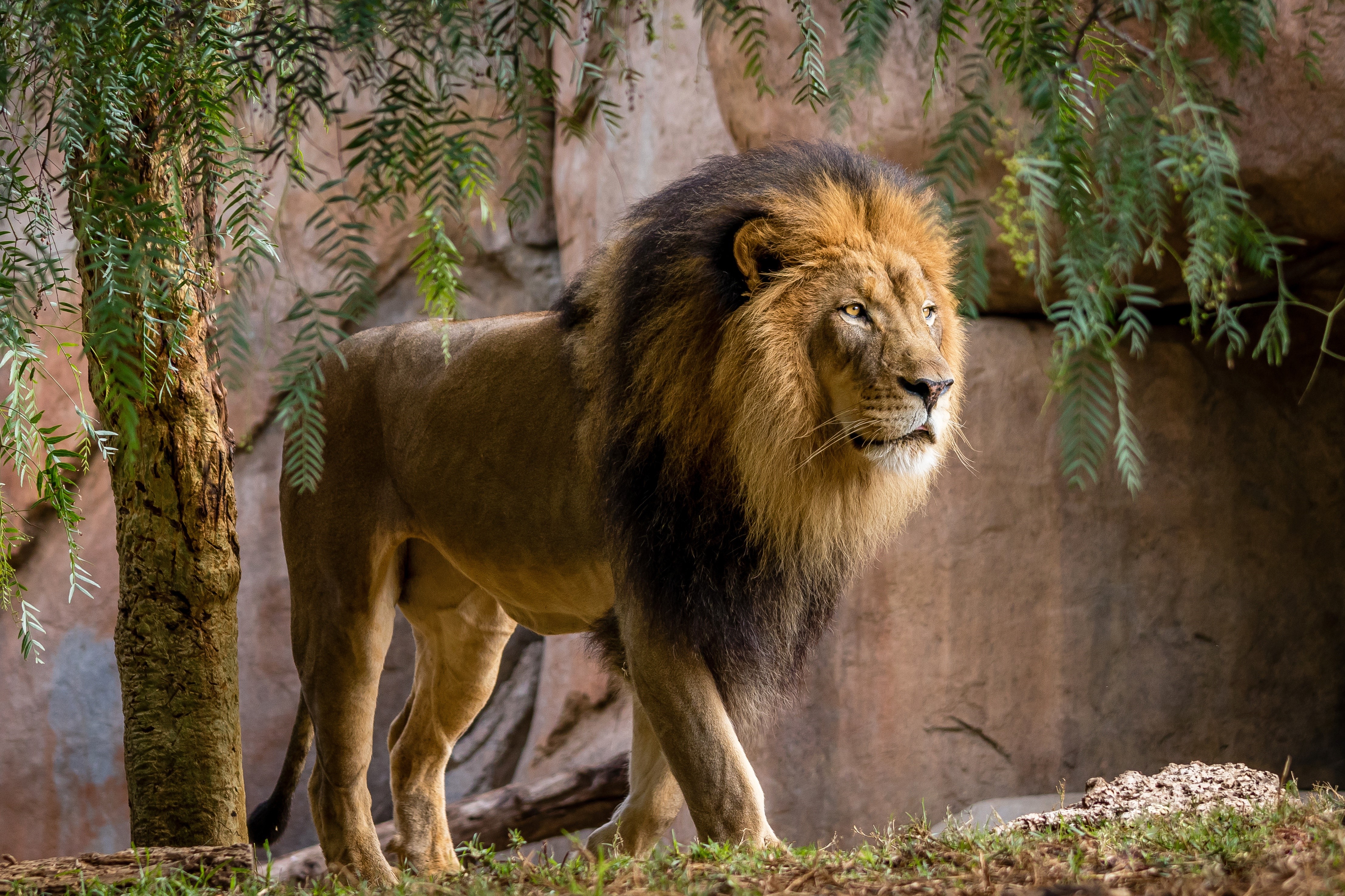 Majestic Lion in Natural Habitat 4K HD Wallpaper