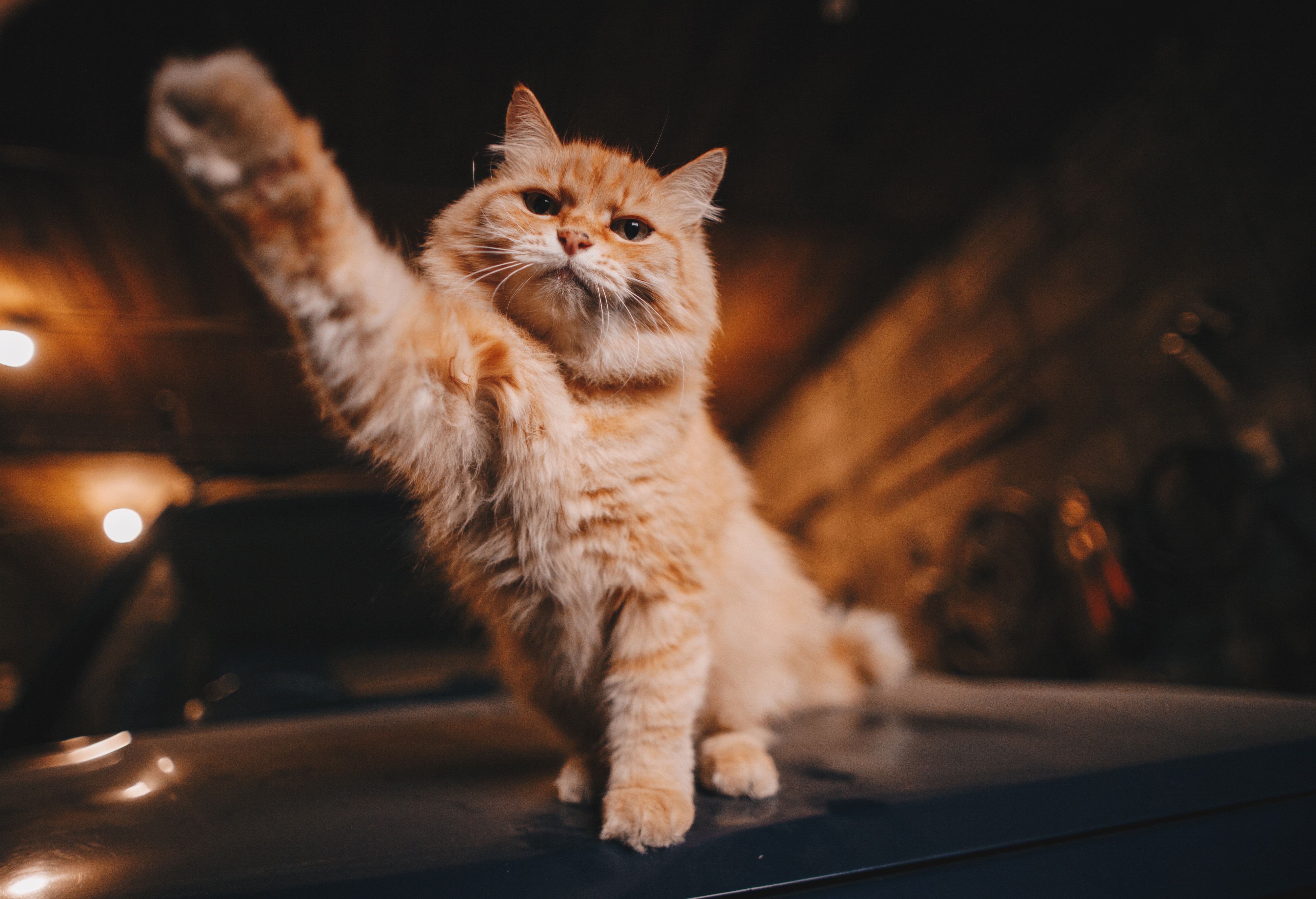 Ginger cat with paw raised HD Wallpaper
