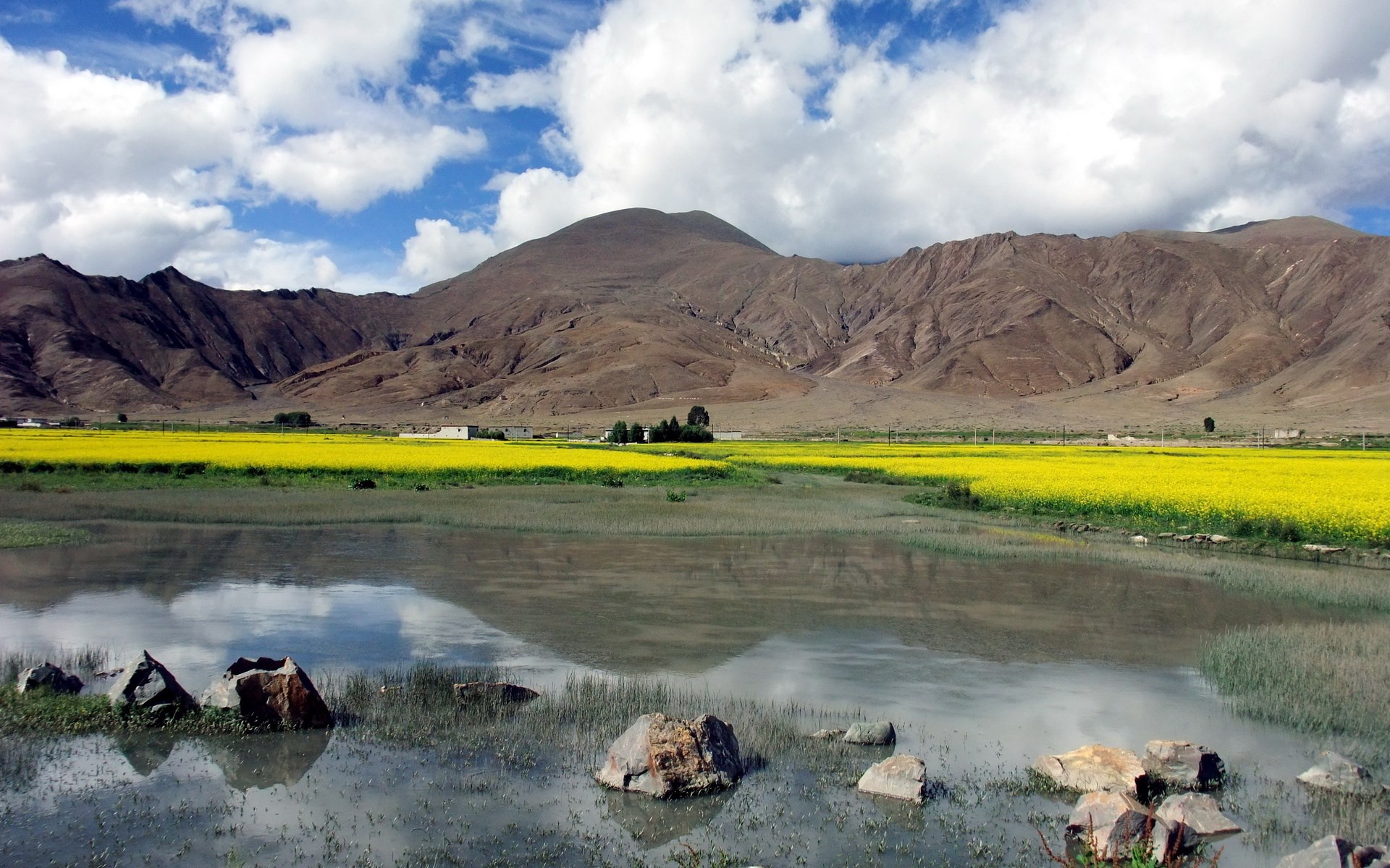 Yellow flower field with mountains and water HD Wallpaper