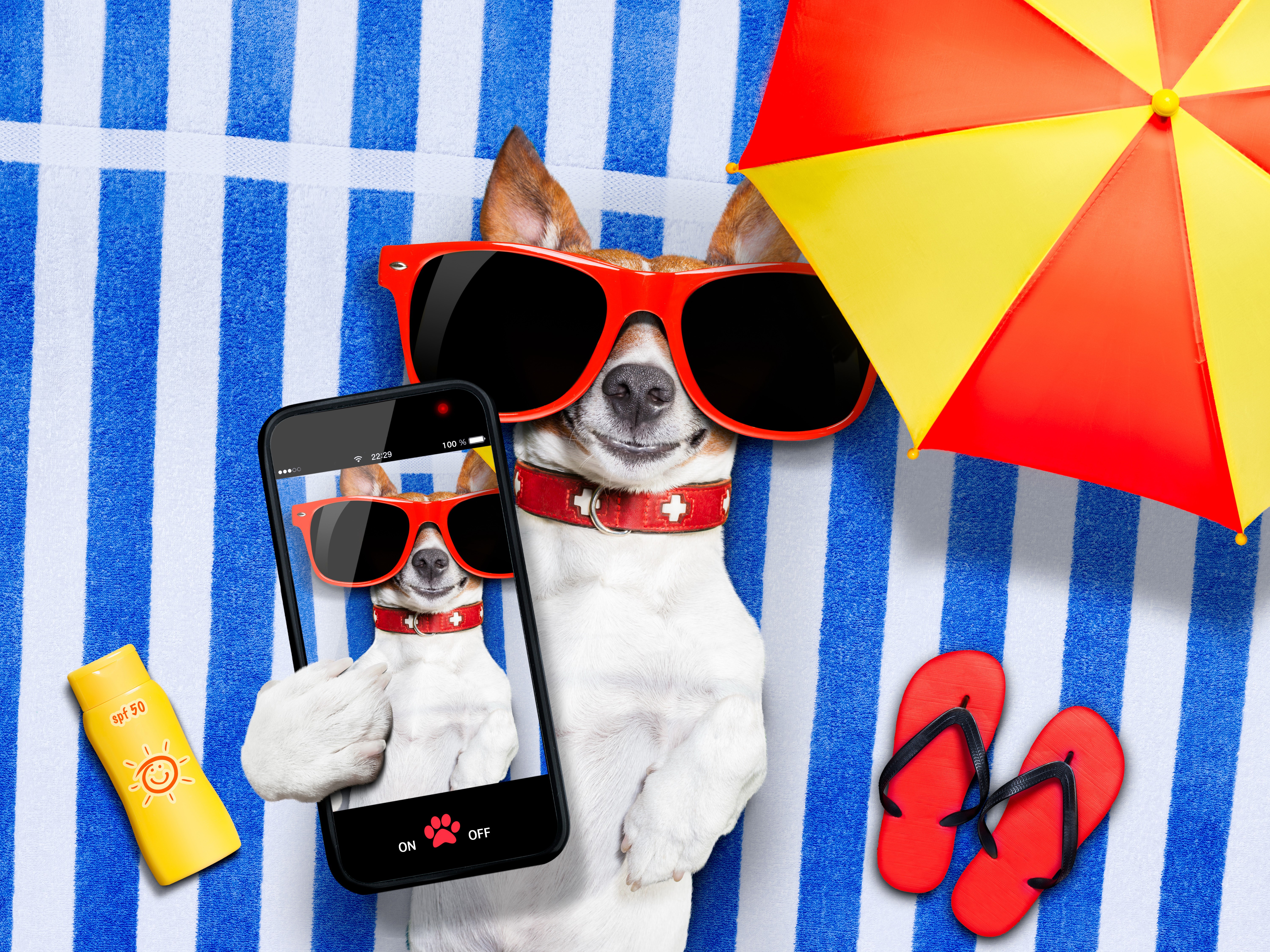 Jack Russell terrier taking a selfie with a smartphone HD Wallpaper