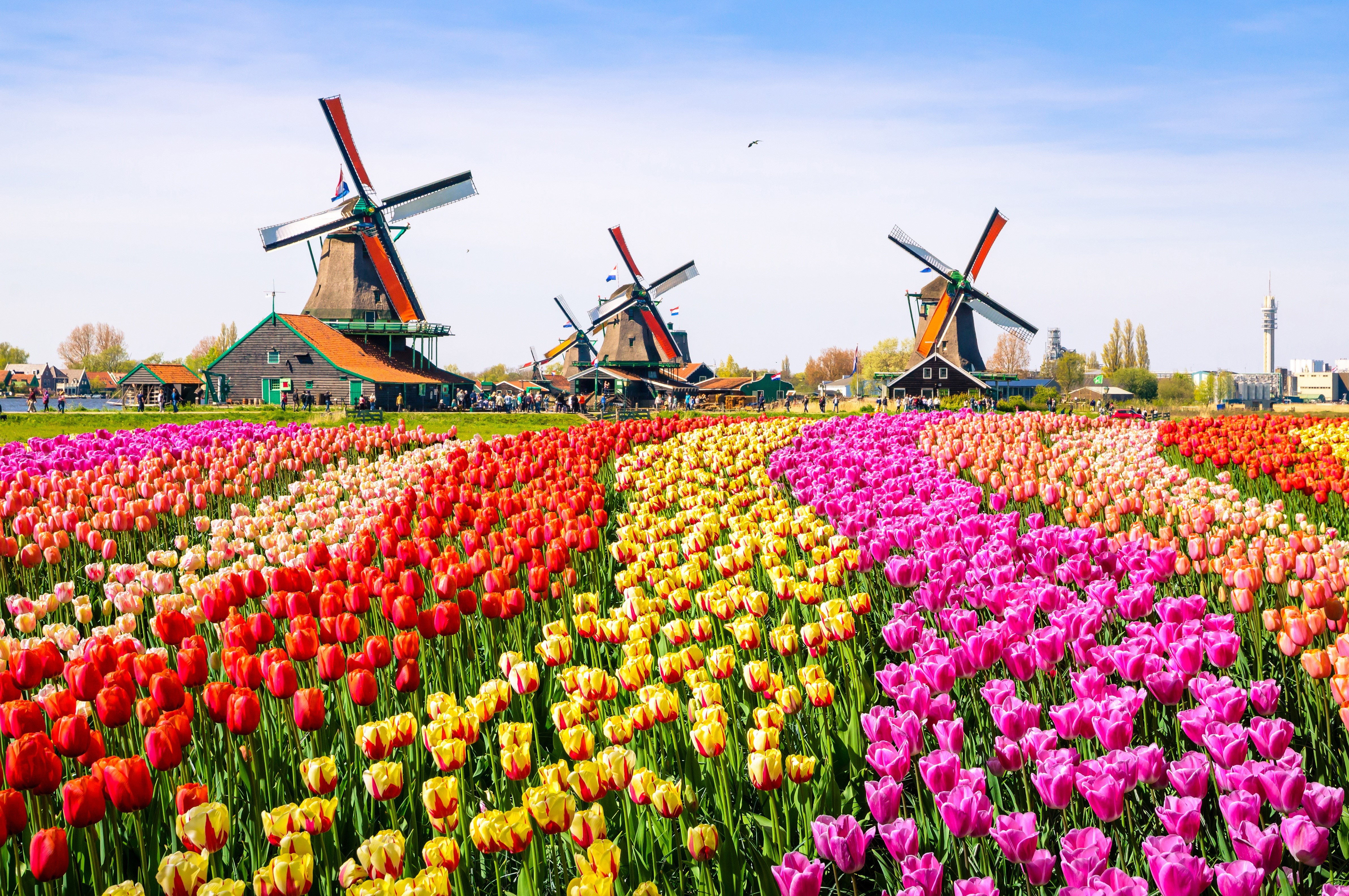 Tulip Fields and Windmills in Bloom HD Wallpaper