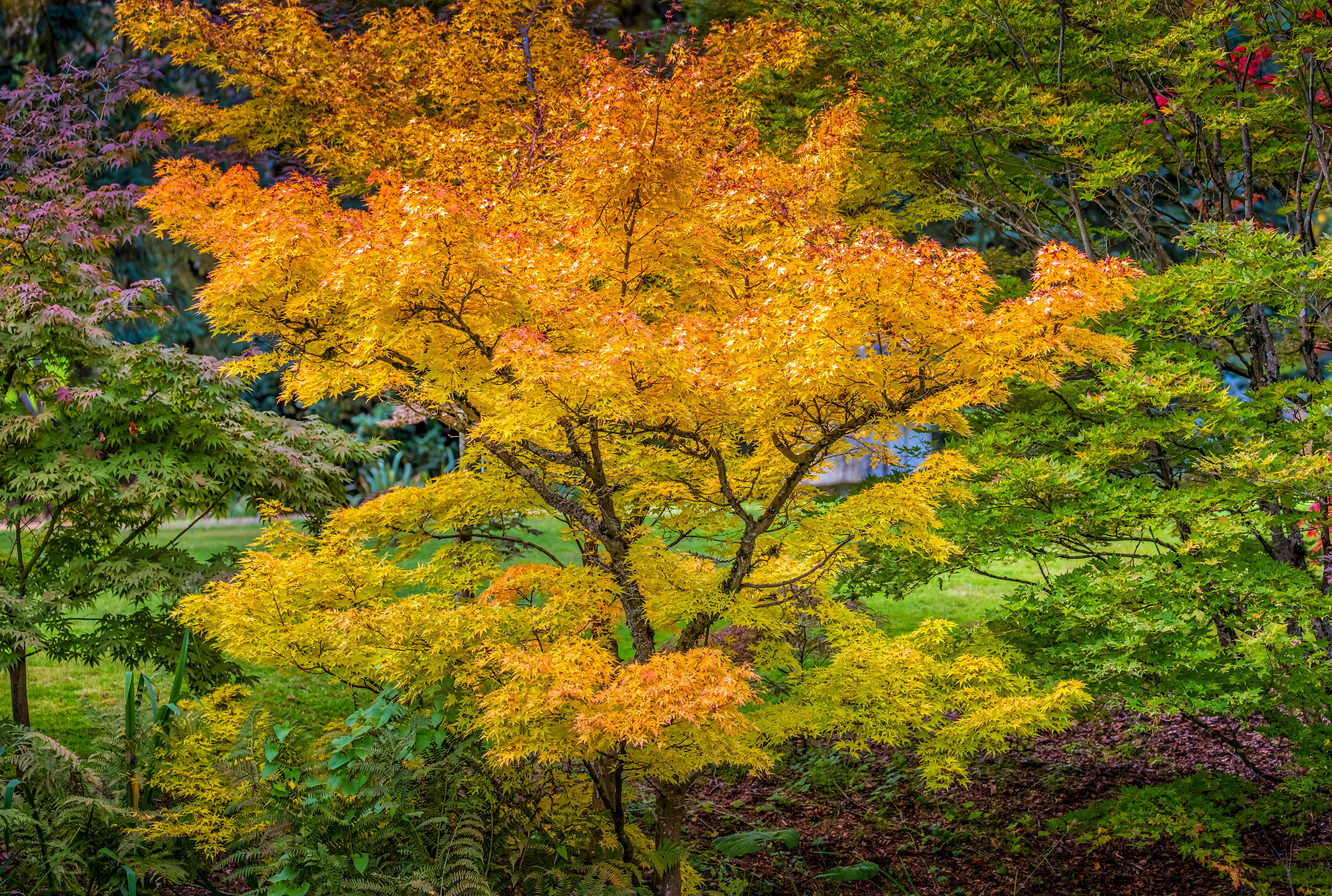 Autumn Japanese Maple Trees in VanDusen Botanical Garden HD Wallpaper
