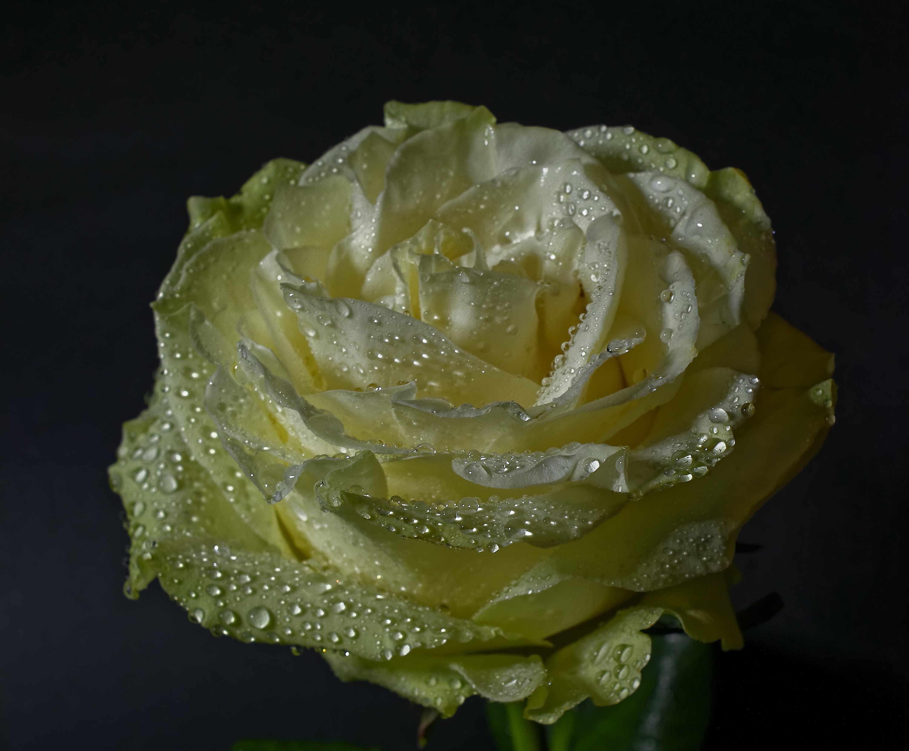 Yellow rose with water drops on a black background HD Wallpaper