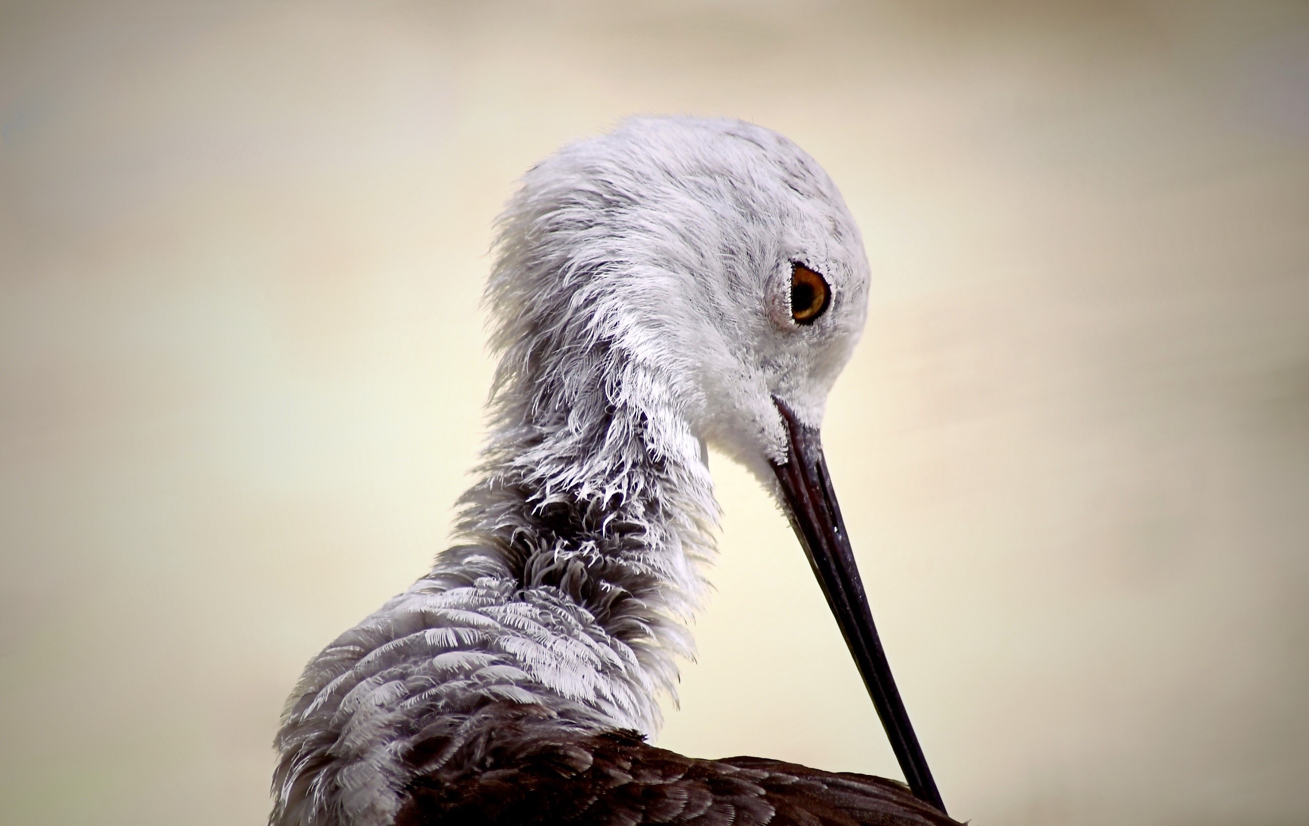 Close-up of a Black-winged stilt bird HD Wallpaper
