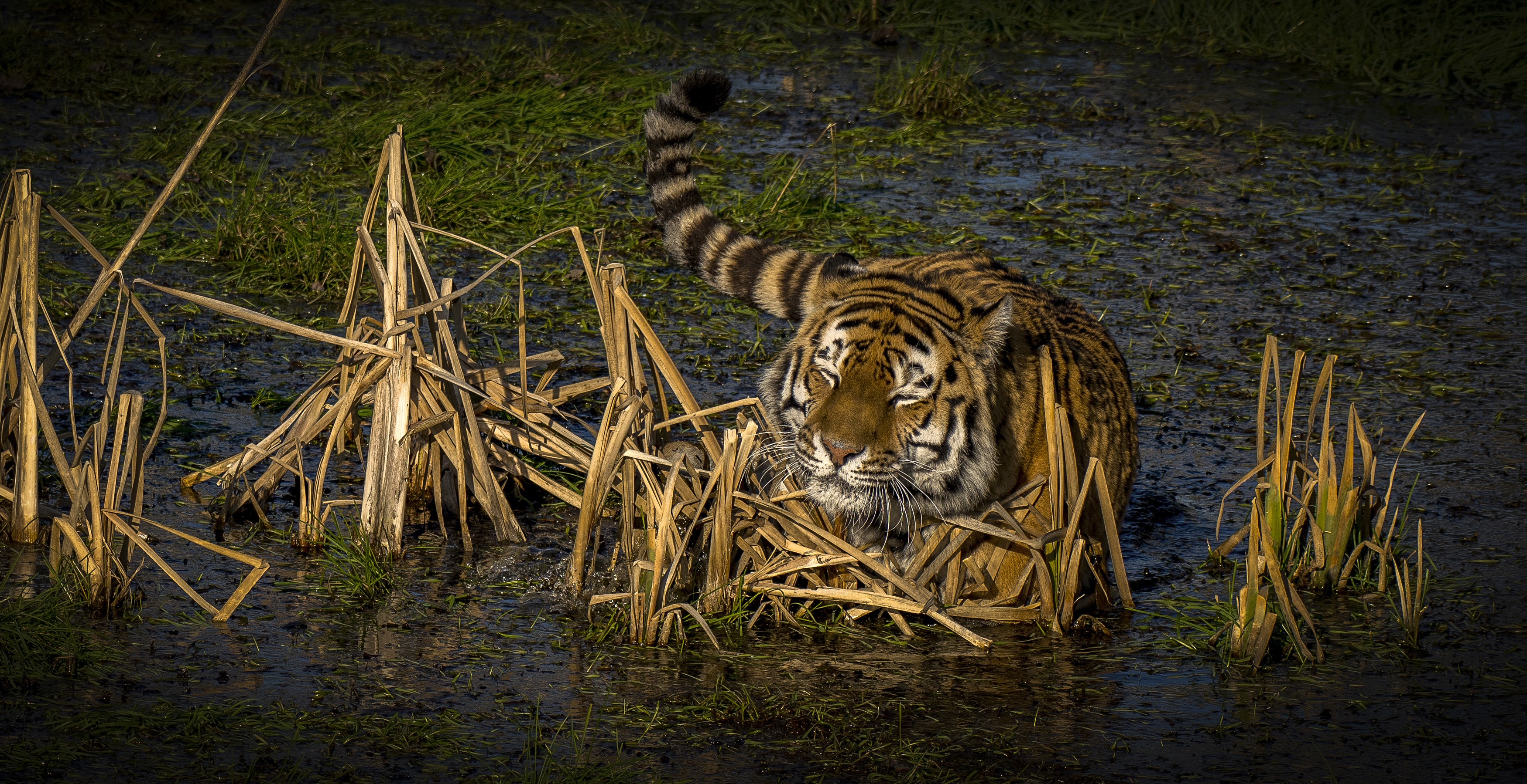 Tiger in a swamp with reeds HD Wallpaper