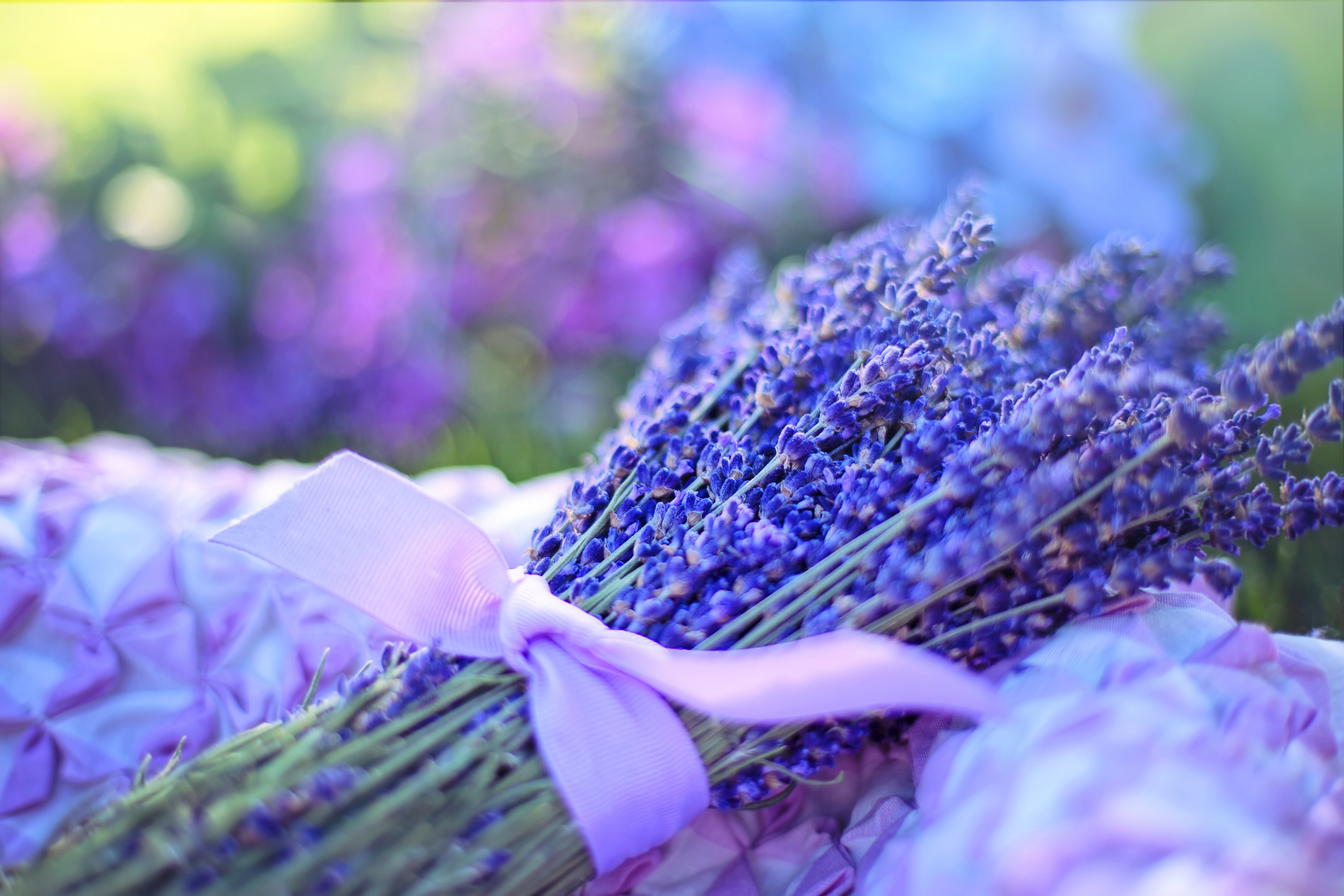 Bouquet of Lavender with Purple Ribbon HD Wallpaper