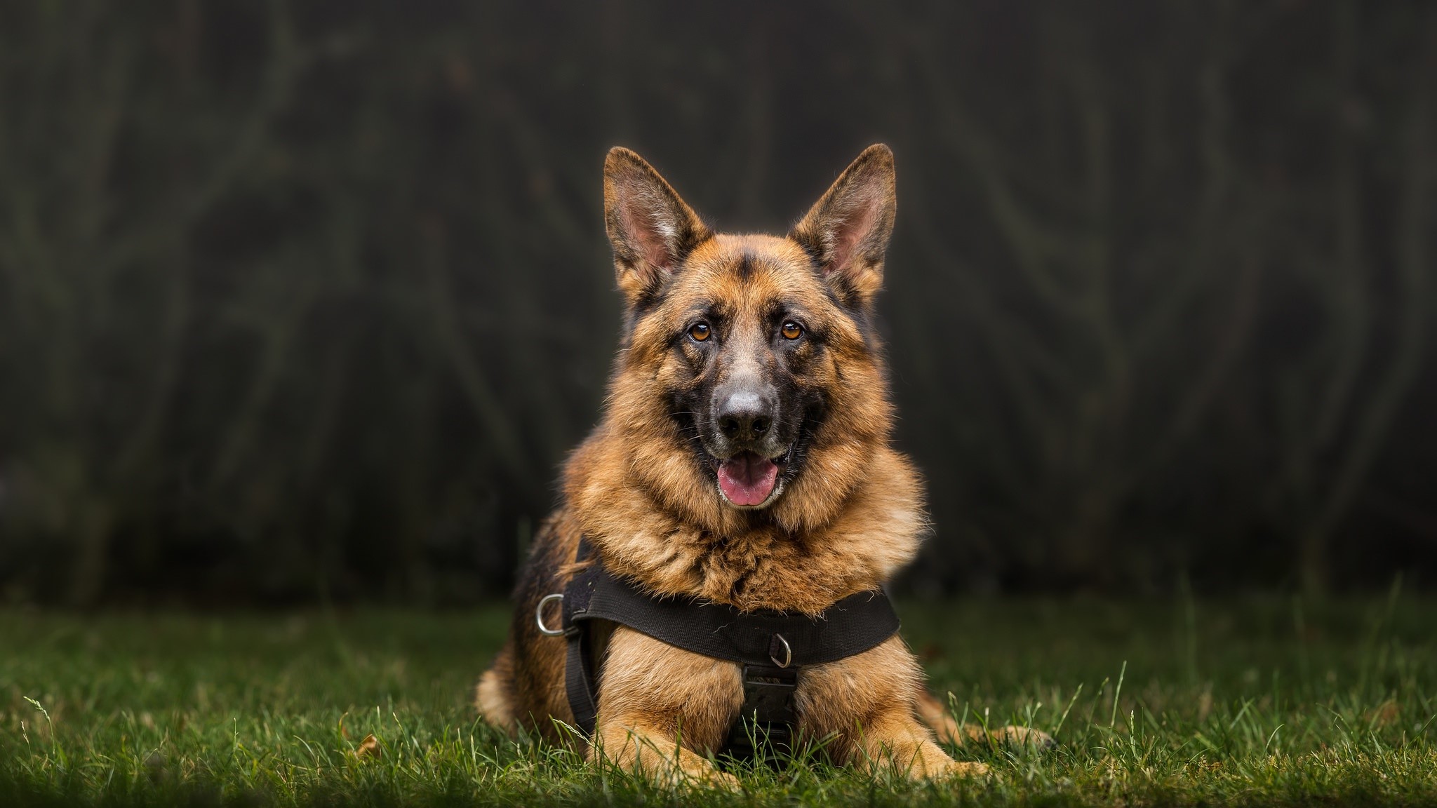 German Shepherd dog lying on grass HD Wallpaper