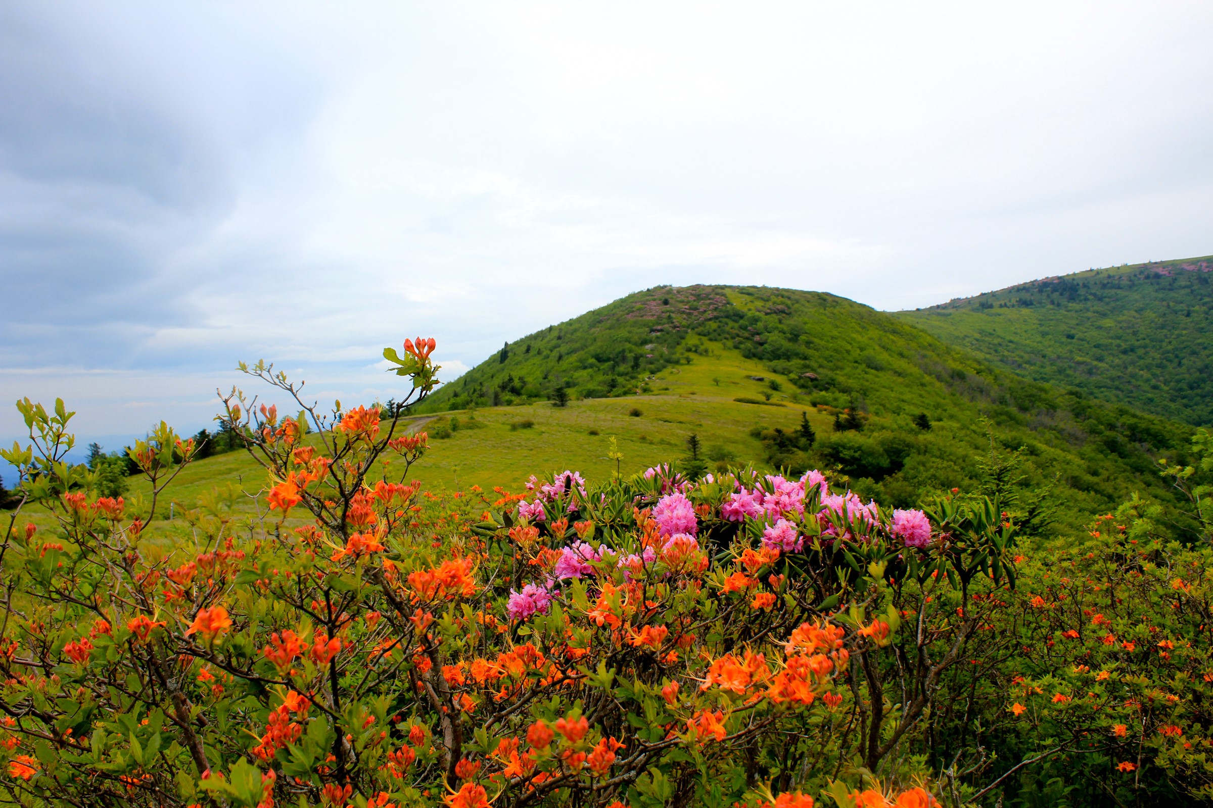 Orange and pink rhododendrons on Roan Mountain, North Carolina HD Wallpaper