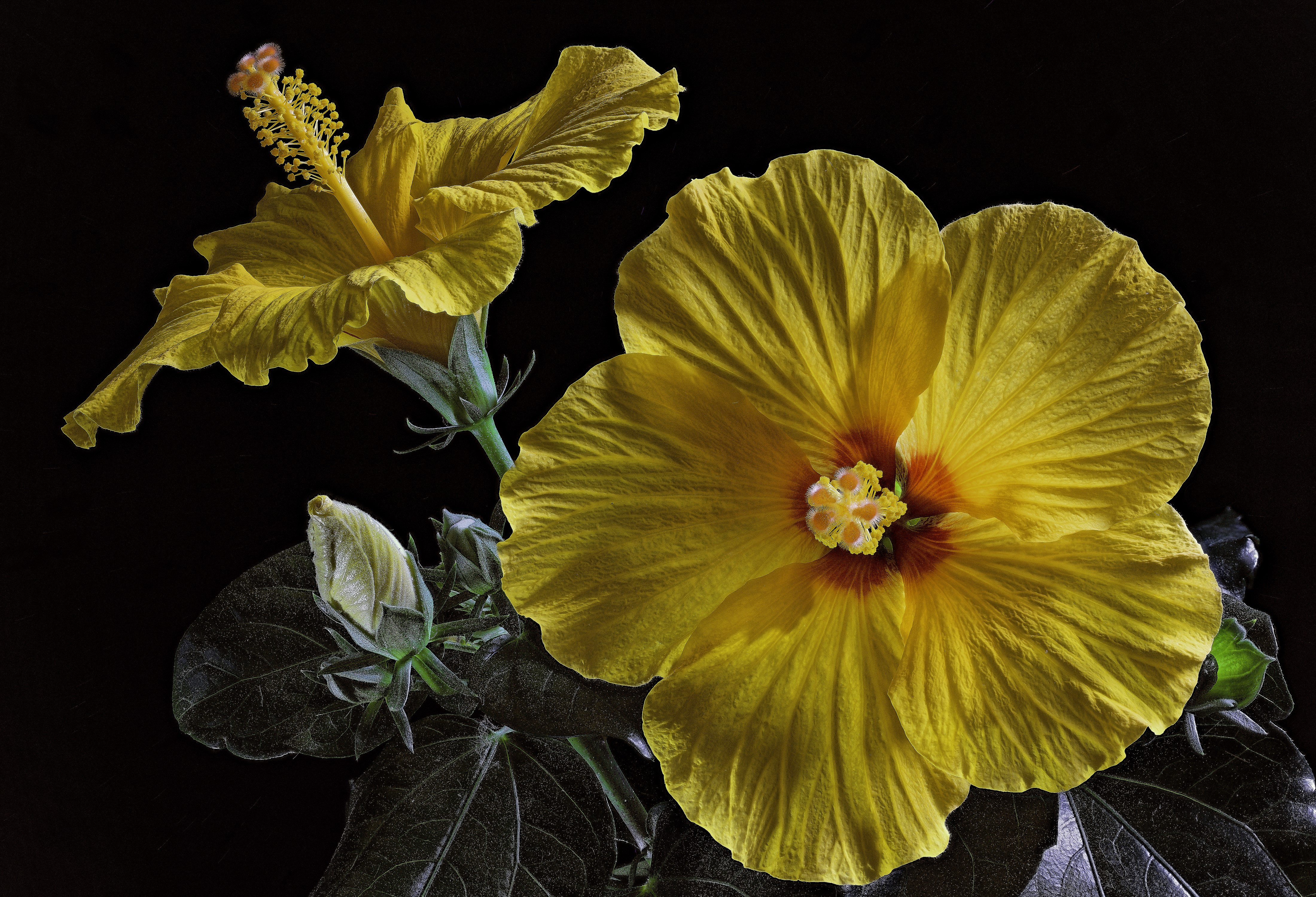Yellow Hibiscus Flowers and Bud on Black Background HD Wallpaper