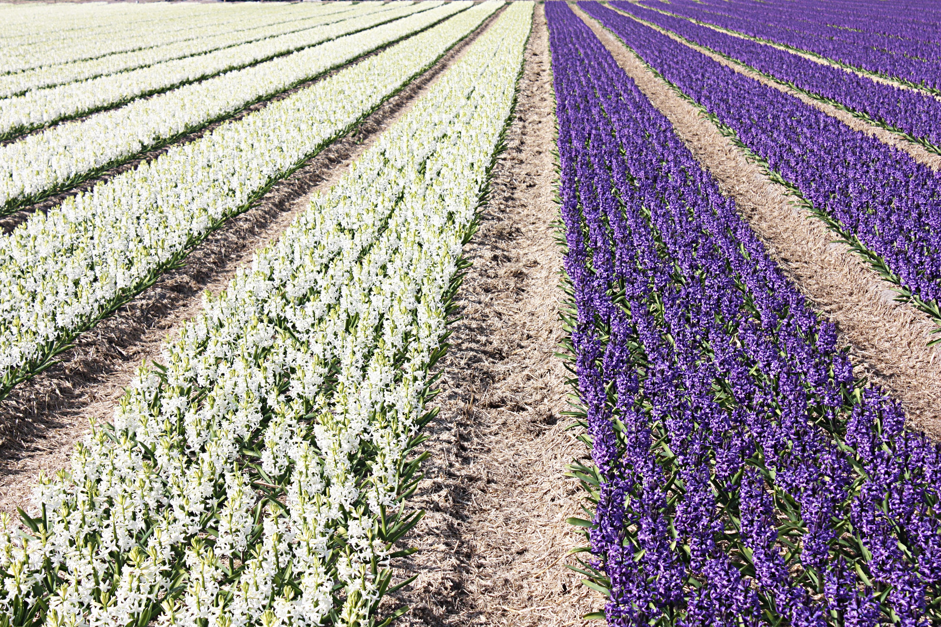 Rows of White and Purple Hyacinths in a Field HD Wallpaper