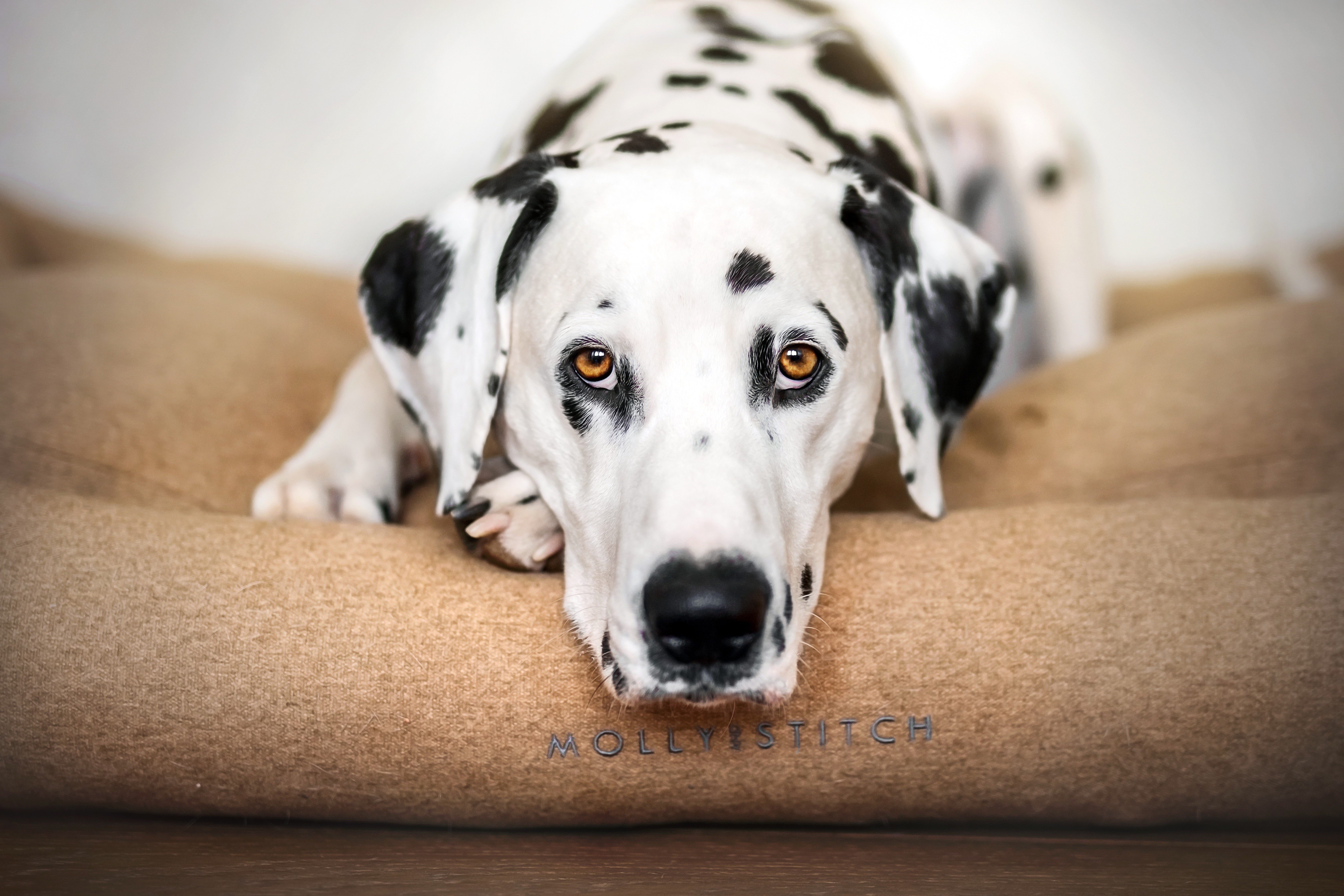 Dalmatian dog lying on a bed HD Wallpaper