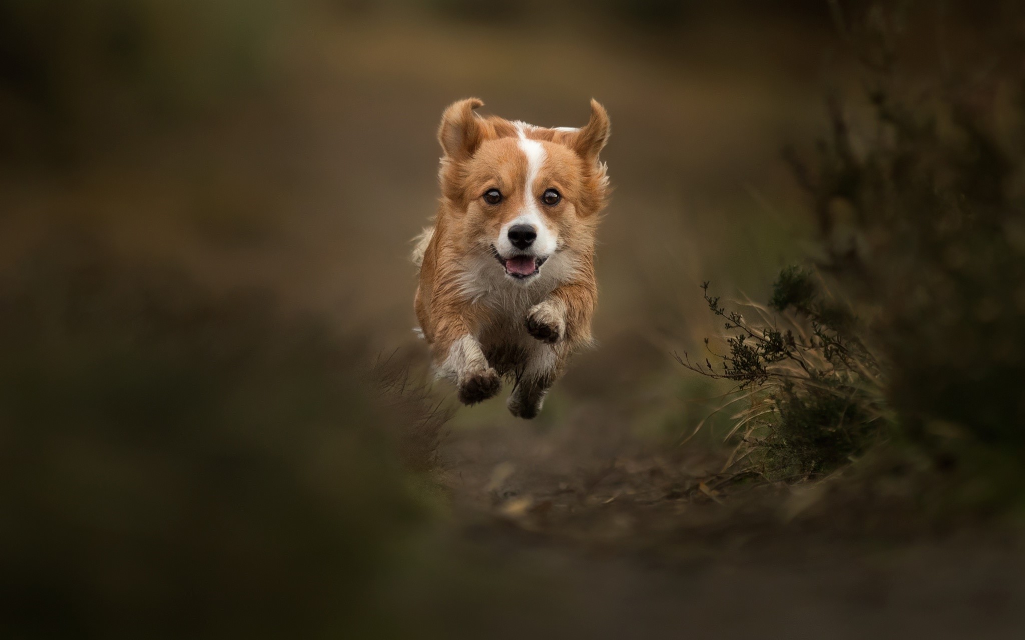 A Welsh Corgi runs and jumps through a field HD Wallpaper