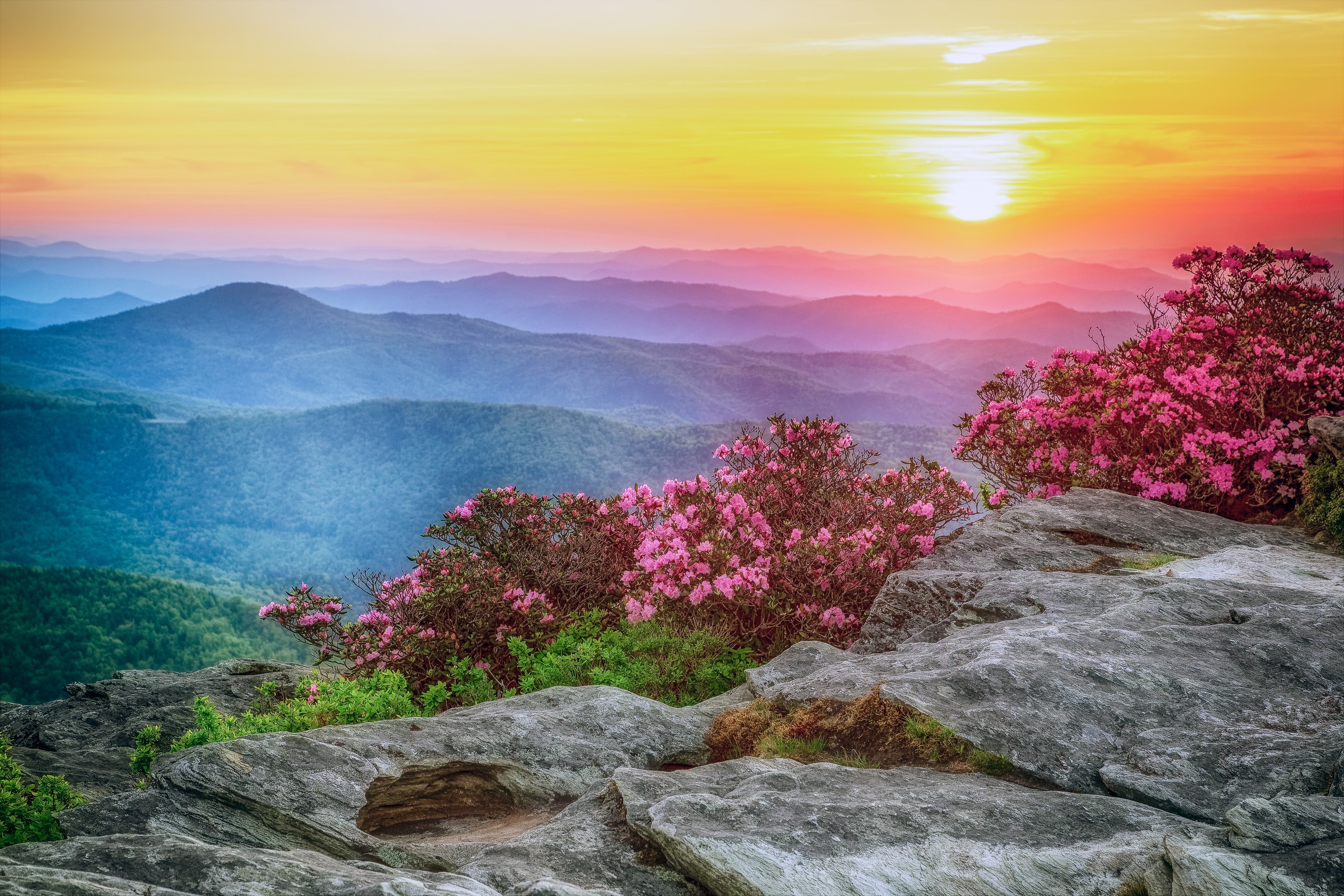 Sunrise over Roan Mountain Rhododendron Gardens with mountains and flowers HD Wallpaper