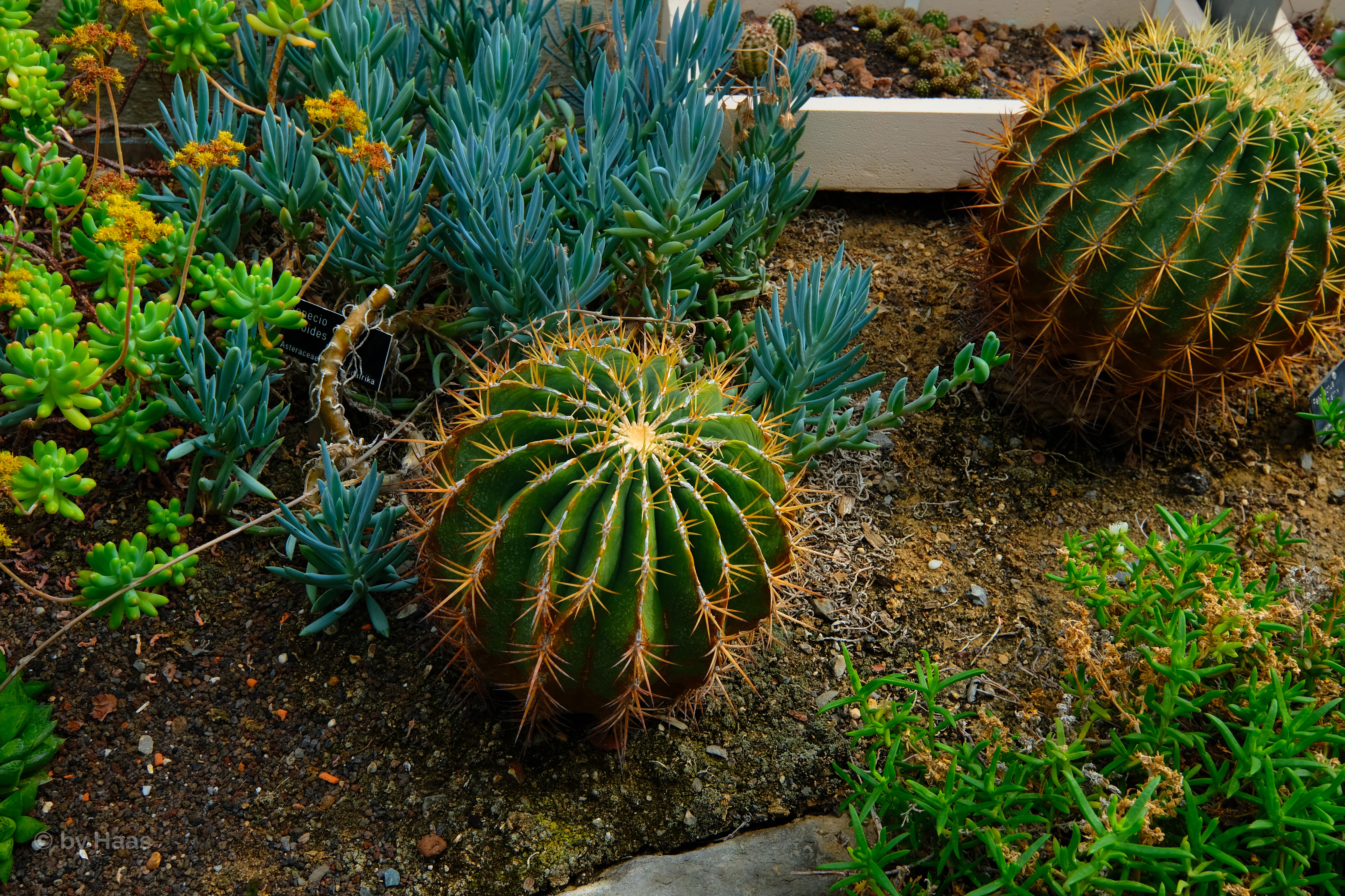 Cactuses in a garden HD Wallpaper