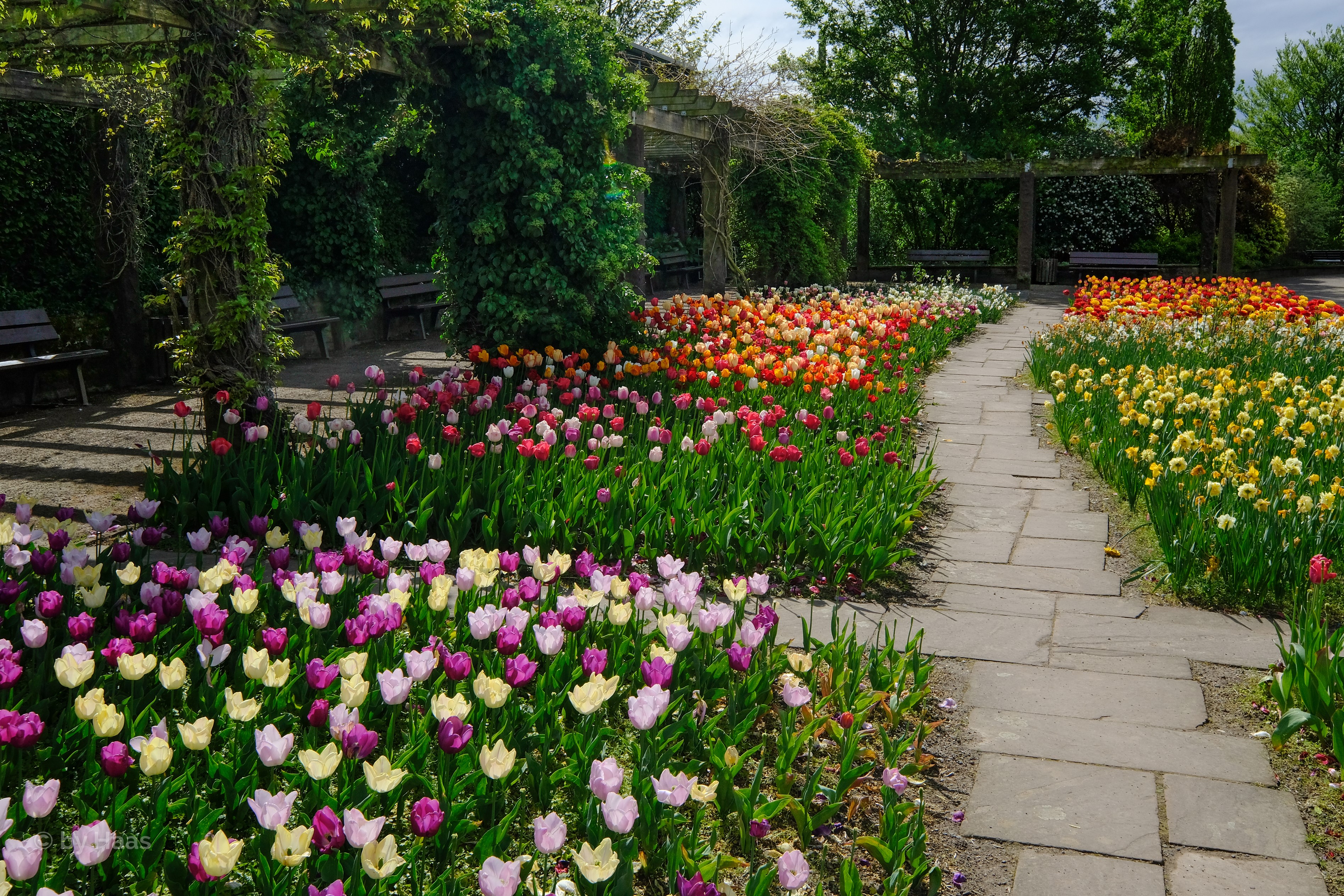Botanischer Garten Solingen, Germany: Tulip Garden Path HD Wallpaper