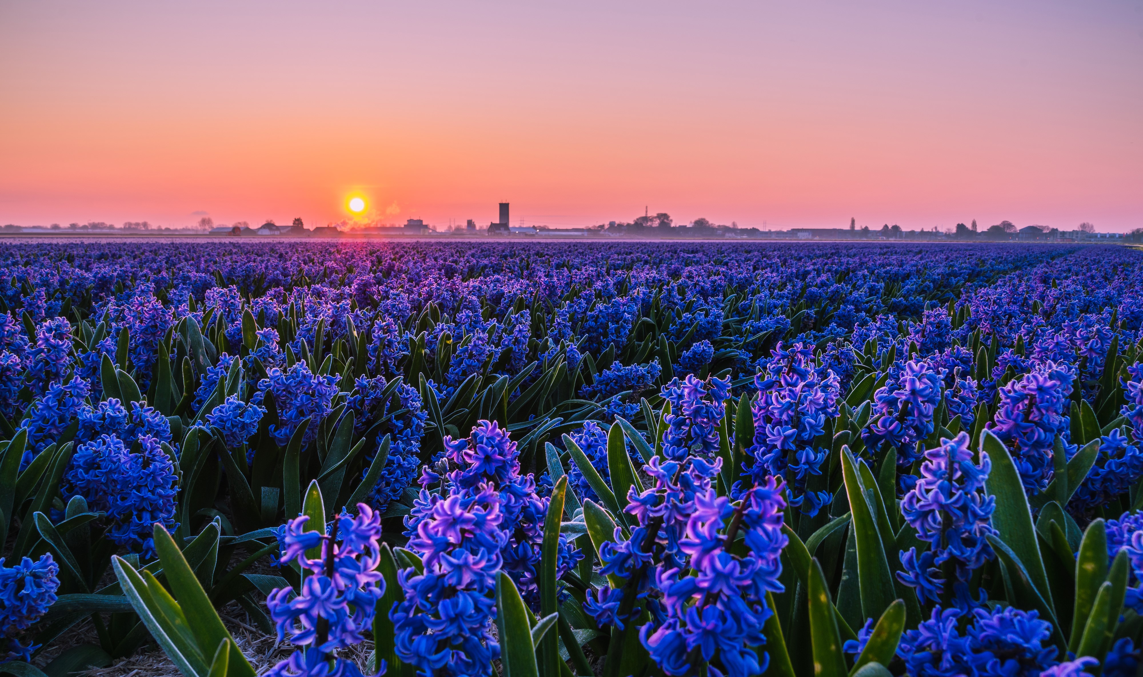 Field of Blue Hyacinths at Sunrise HD Wallpaper