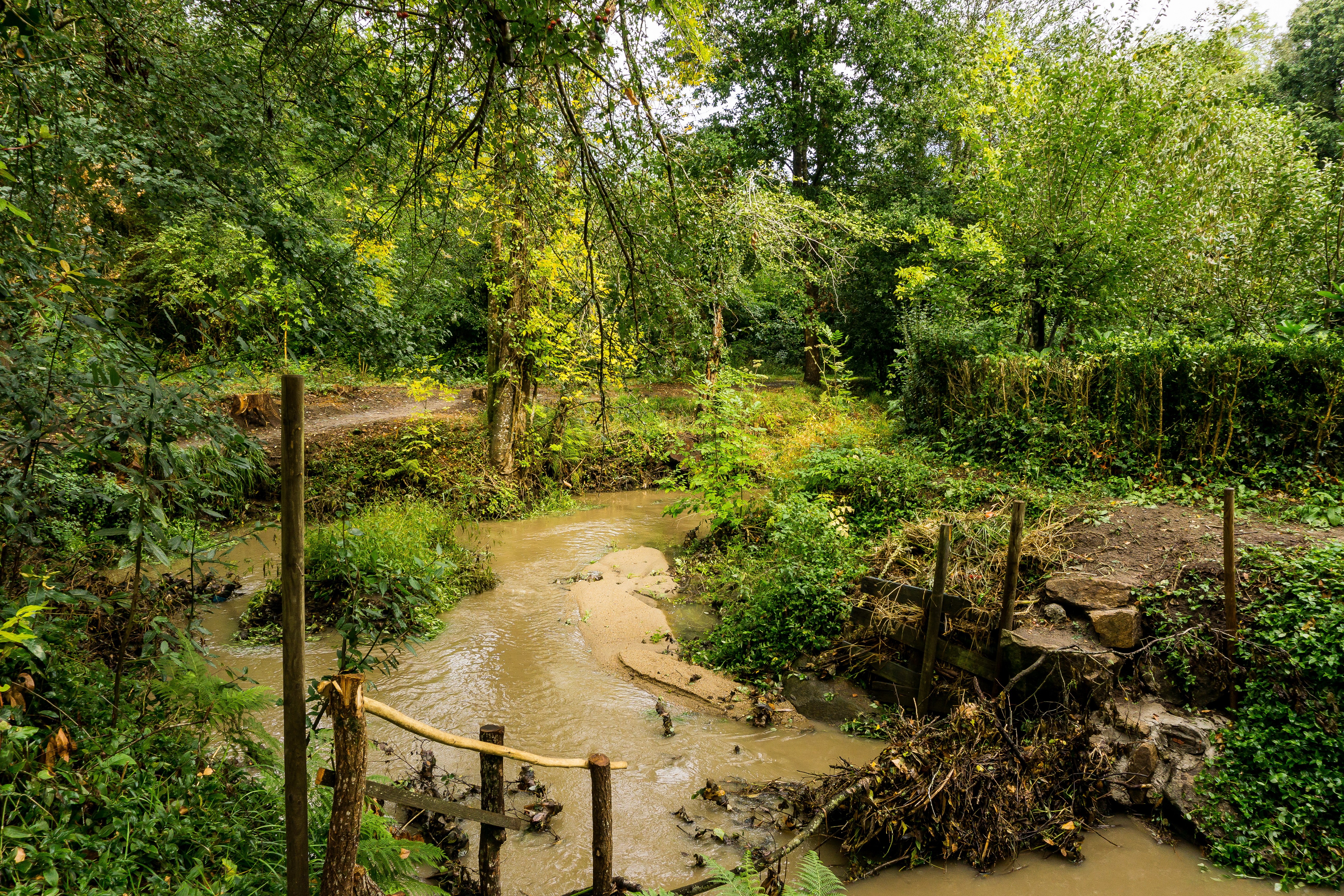 Muddy stream flowing through a dense forest in Spain HD Wallpaper