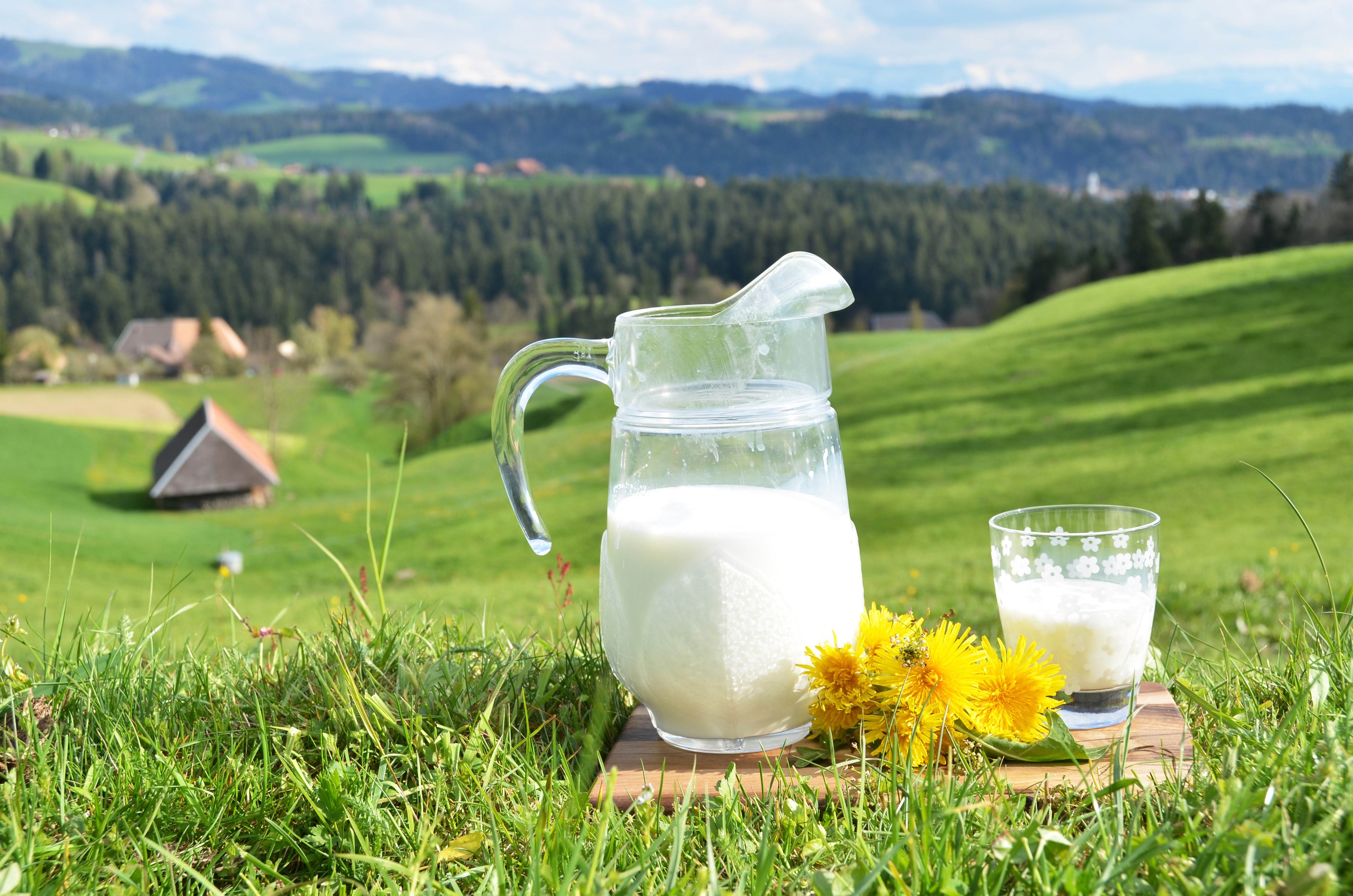 Milk in a jug and glass with dandelions on grasslands HD Wallpaper